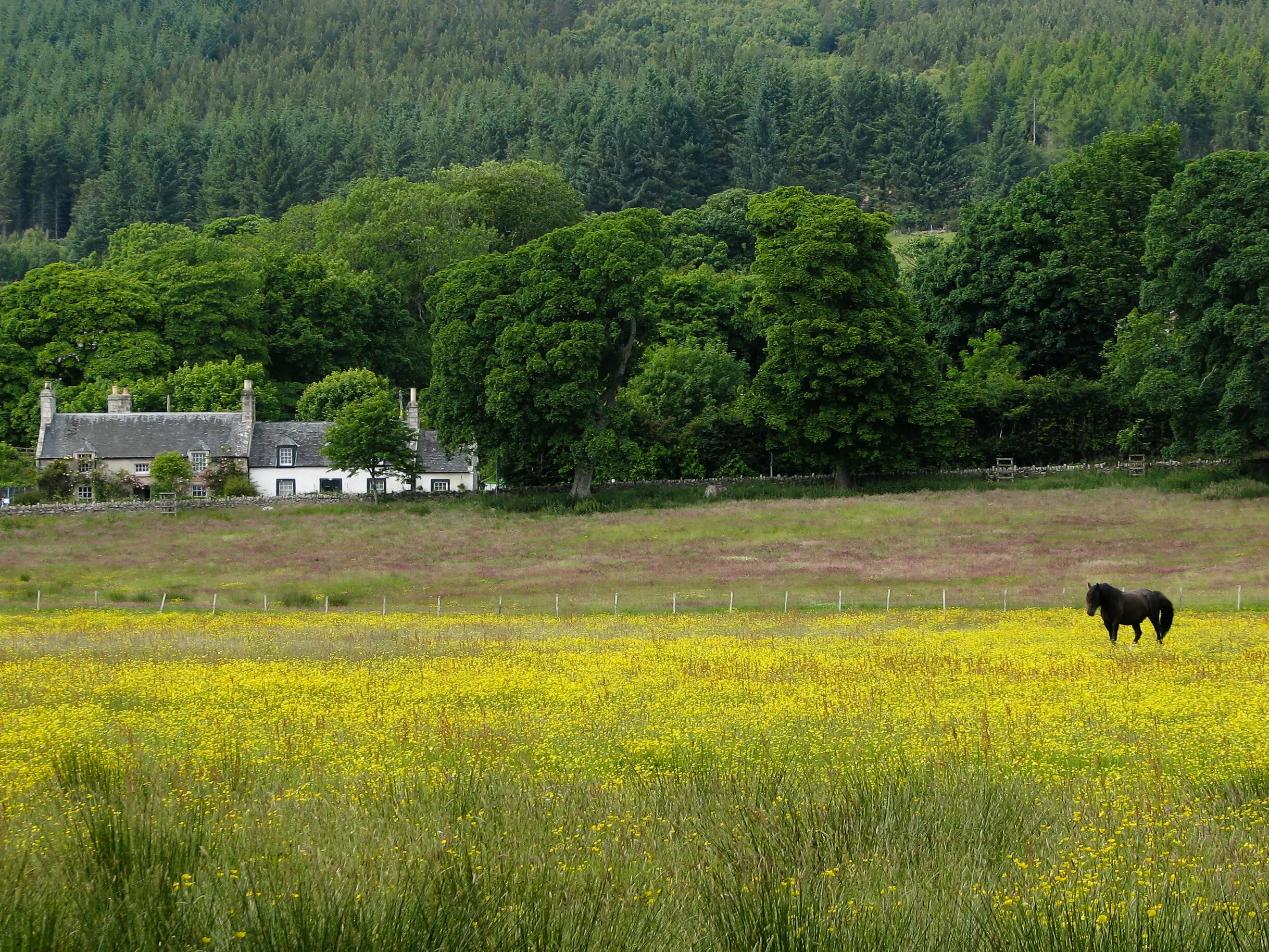 Horse on field