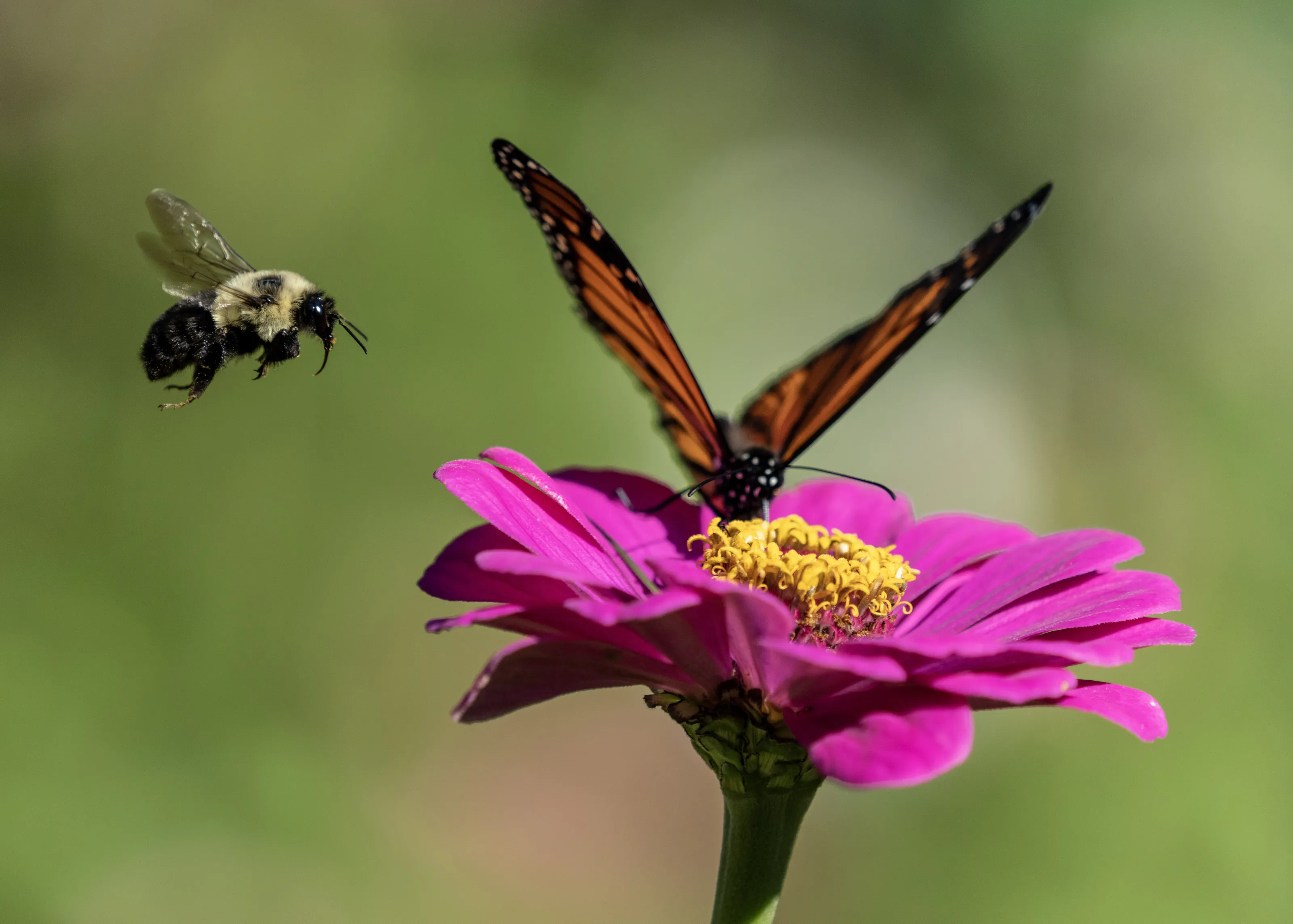 Get off my flower