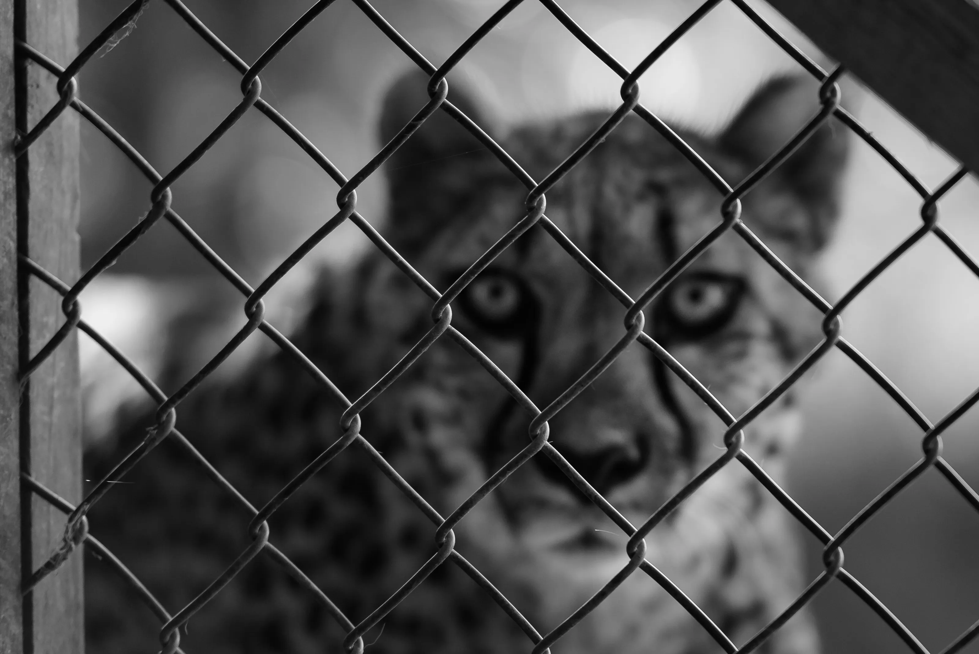 Chainlink Cheetah