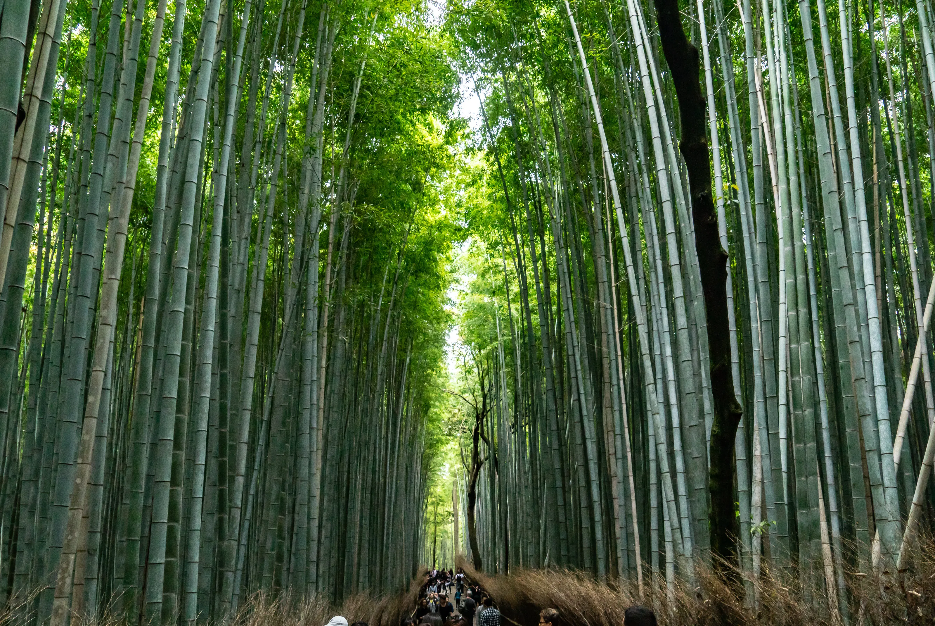 Bamboo Forest in Japan
