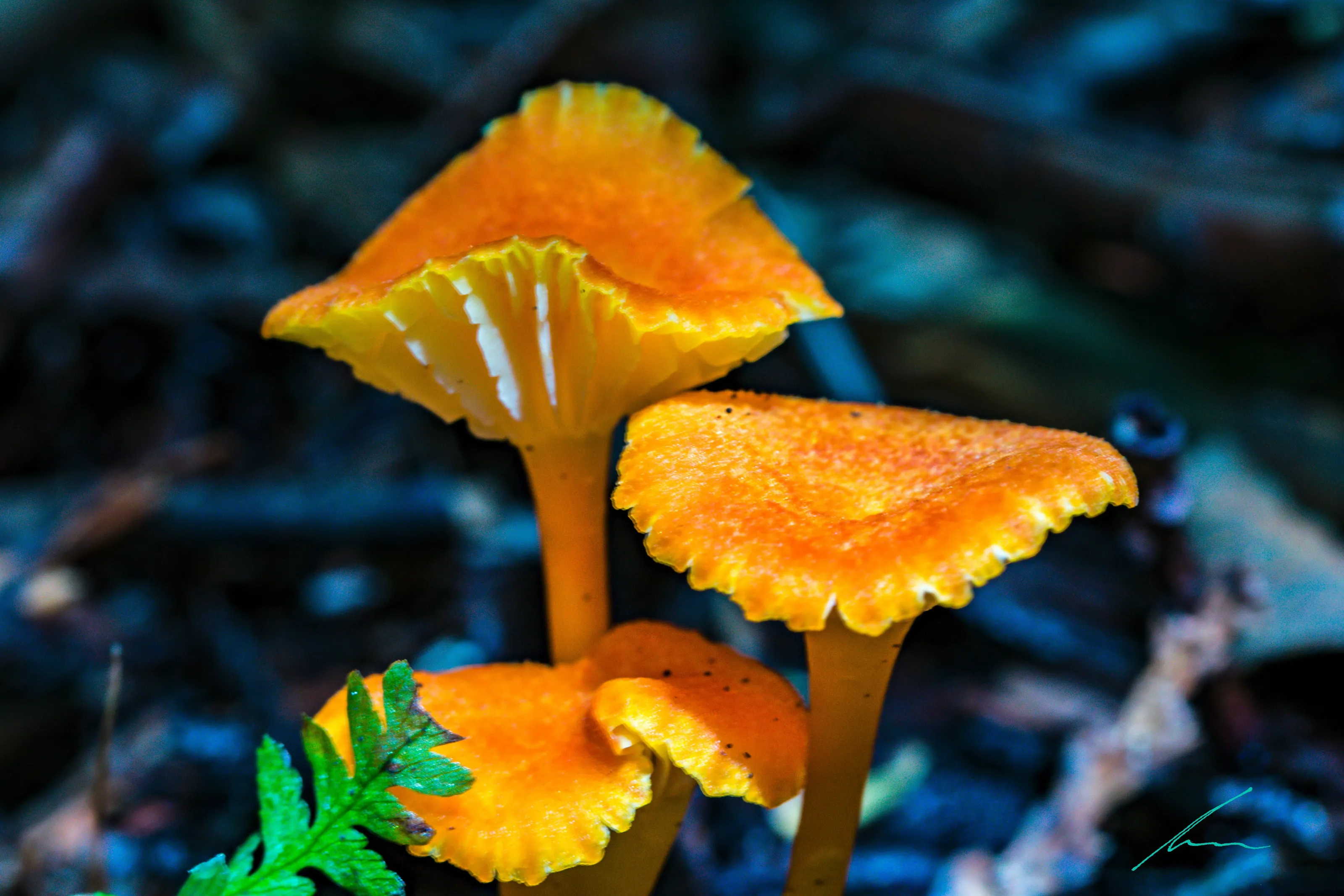 orange mushrooms