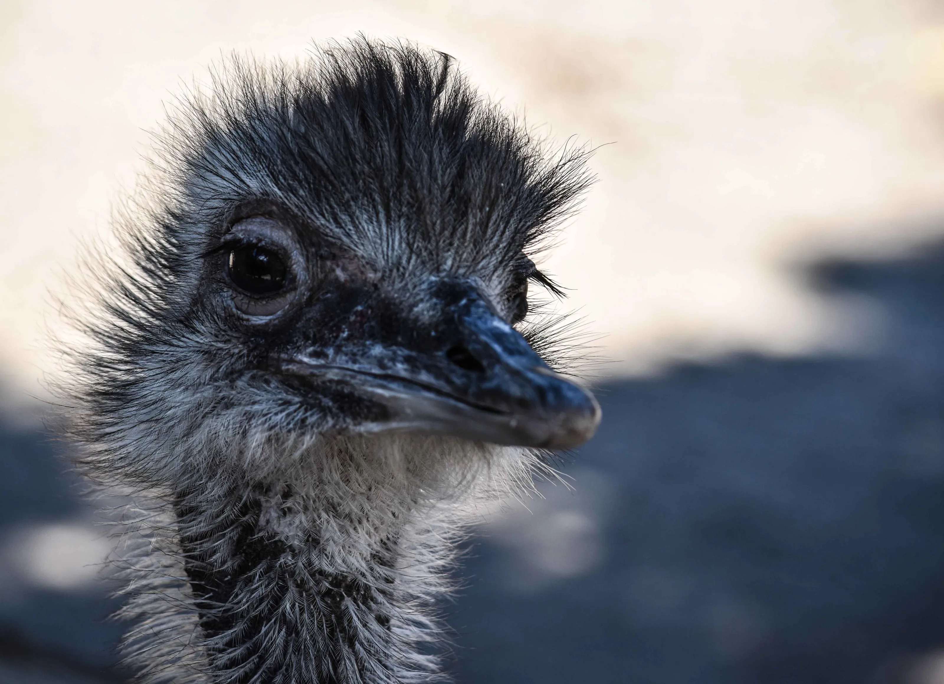 Big Bird in South Africa