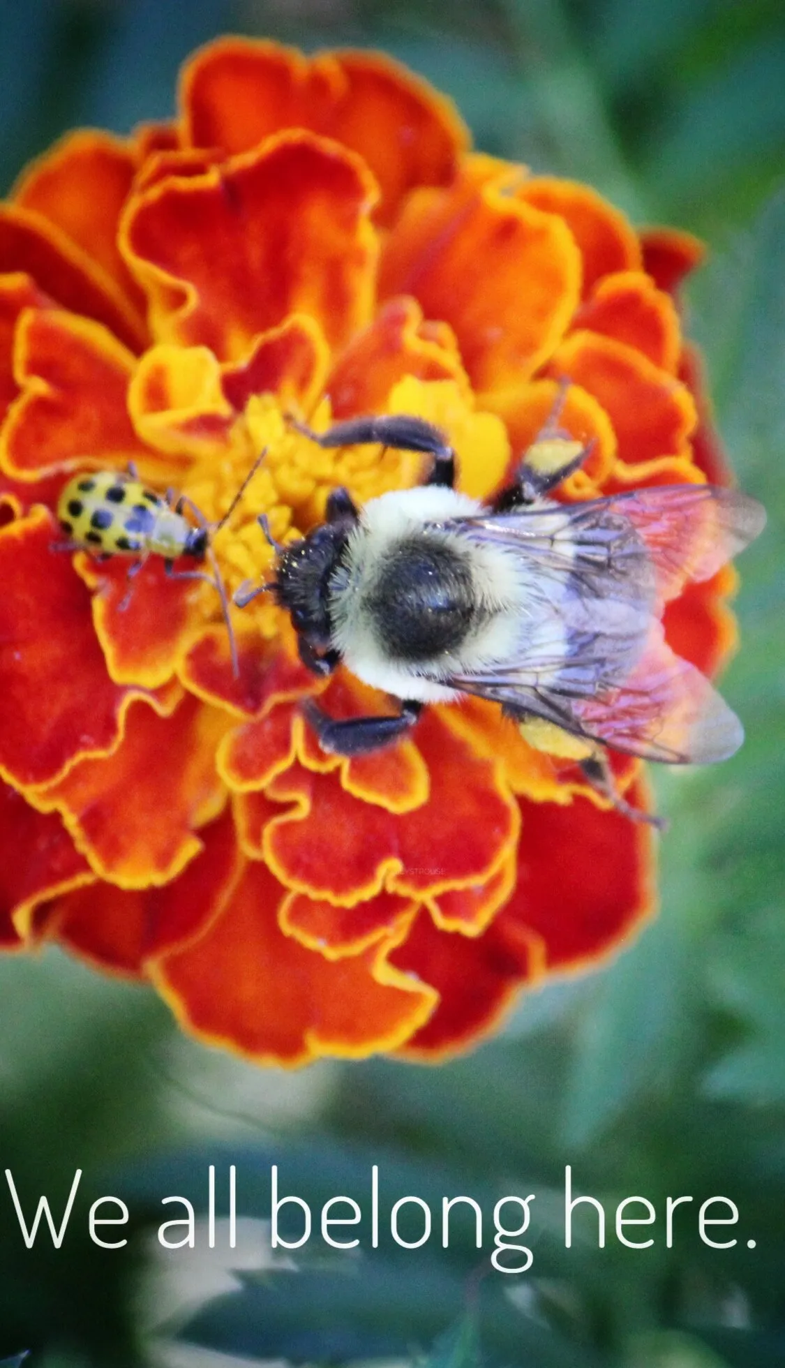 We bee-long
