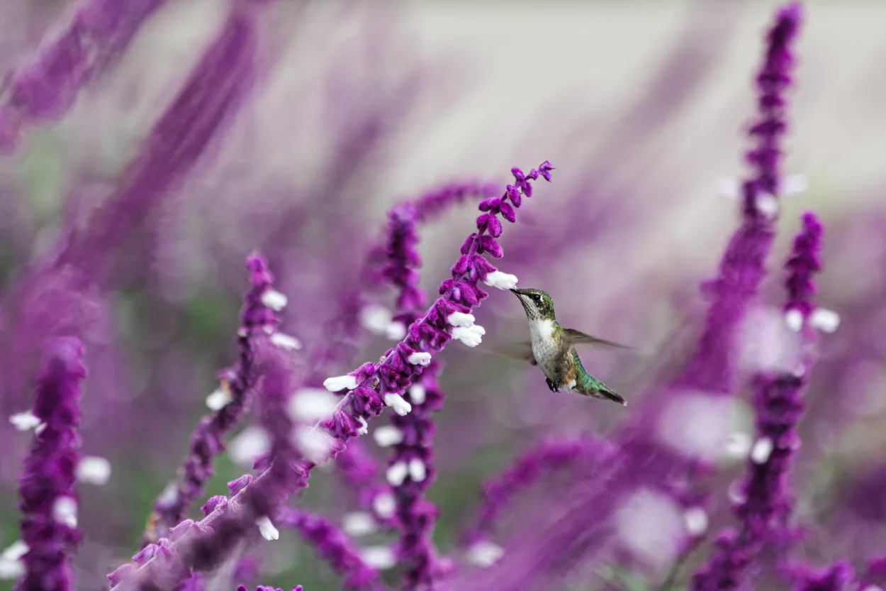 Purple fly