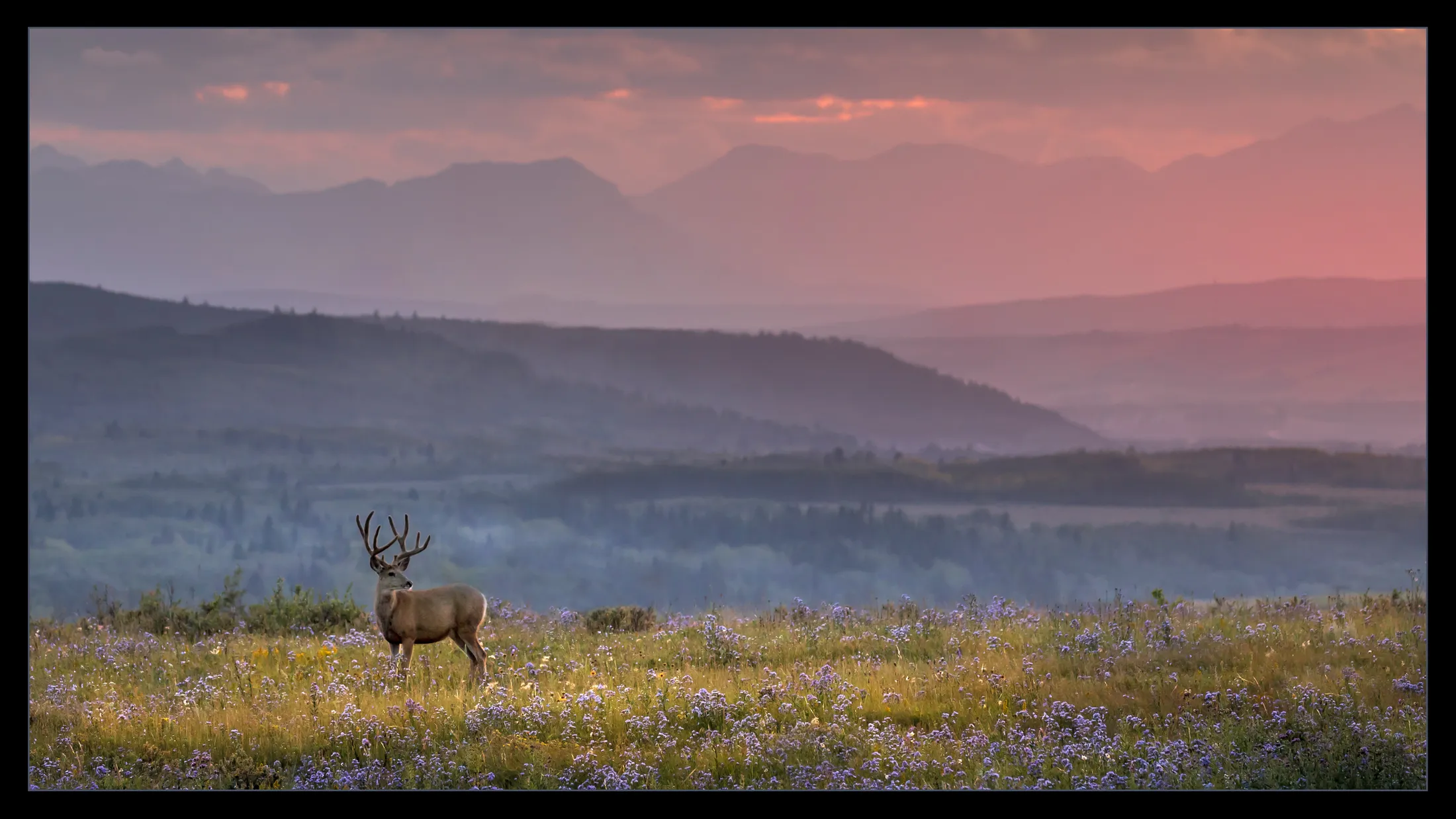 Fierce Serenity