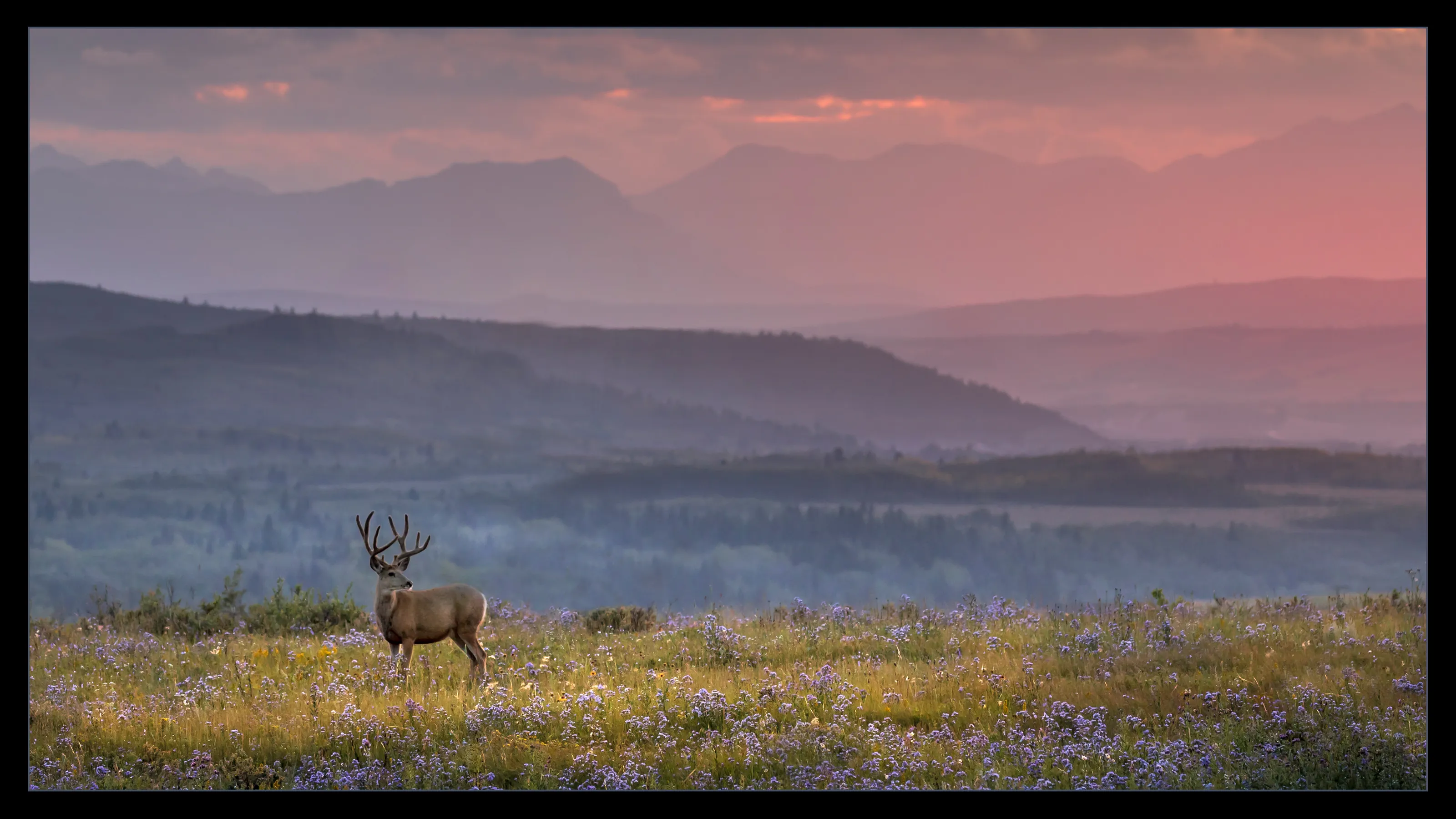 Fierce Serenity