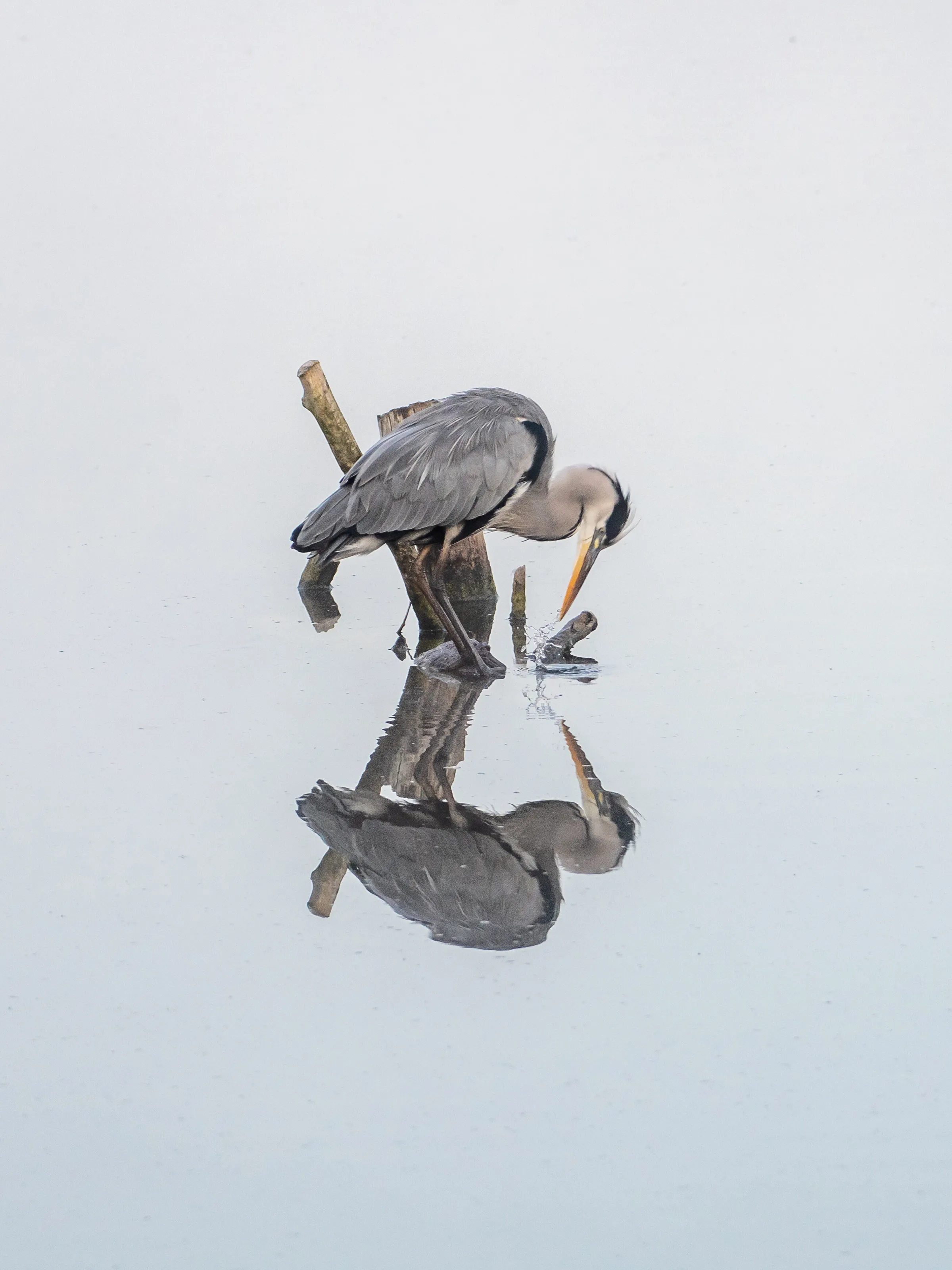 Heron in the Mist