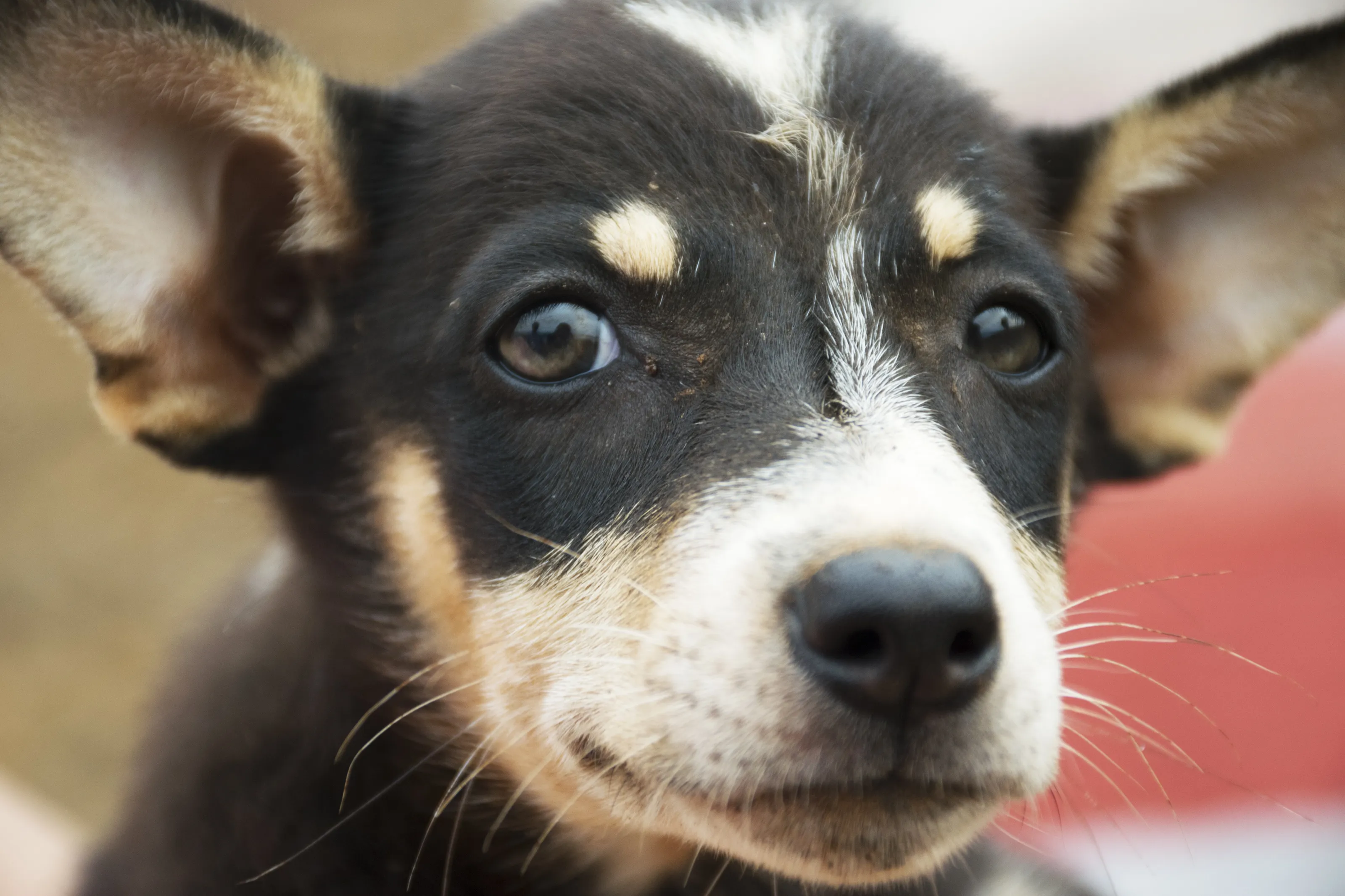 A puppy looking into the camera