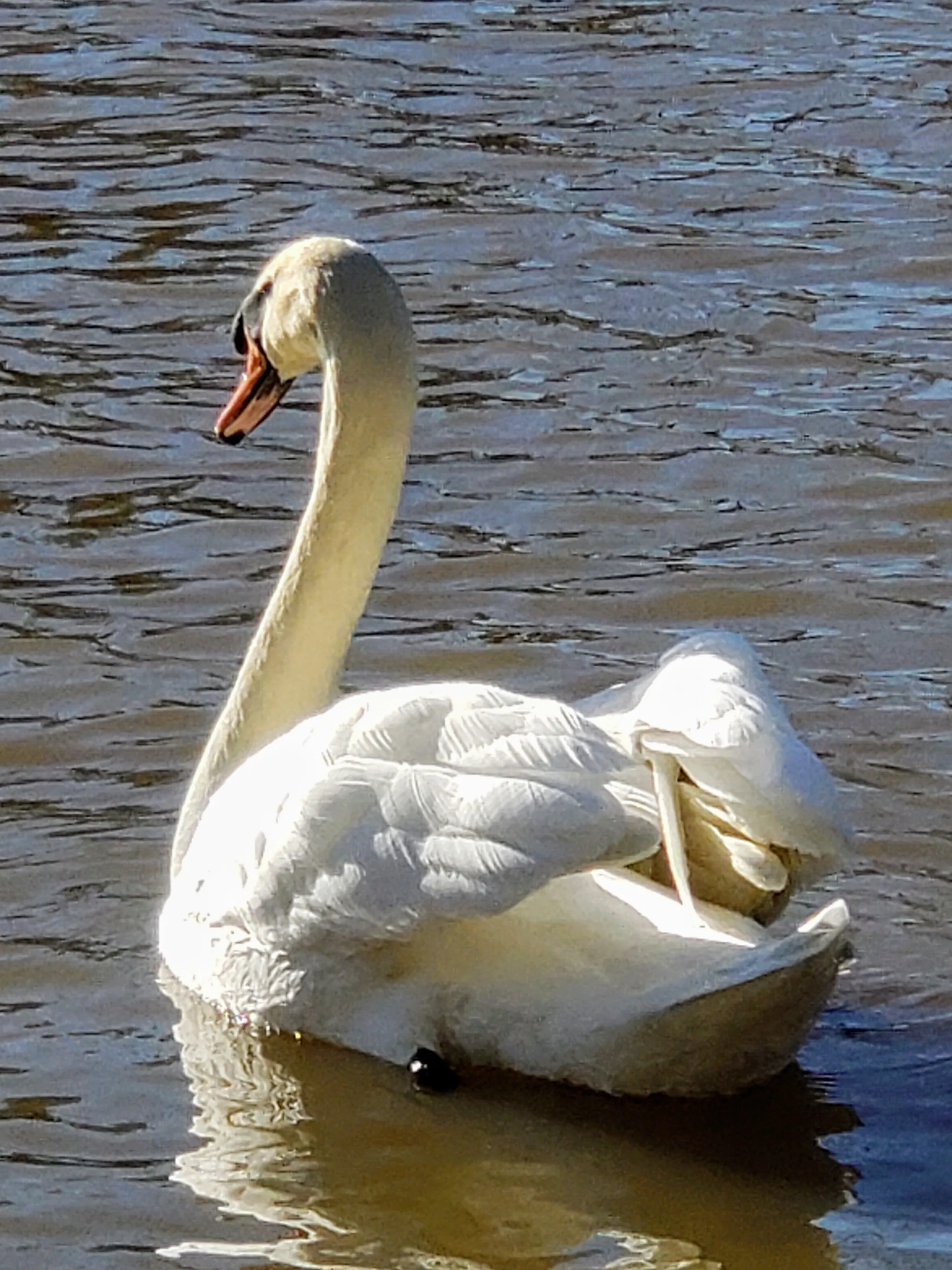 Angel Of A Swan