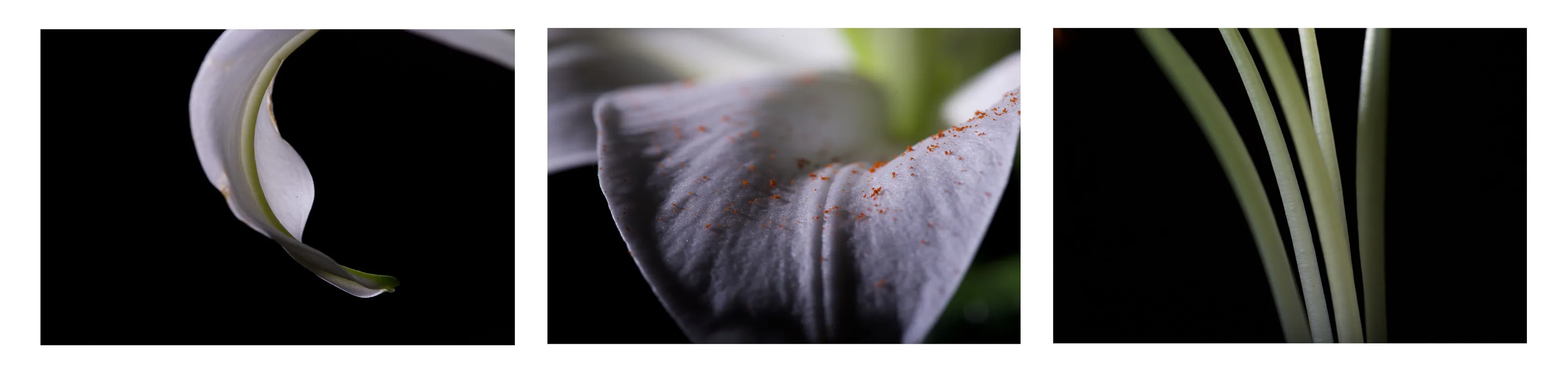 Lily Triptych