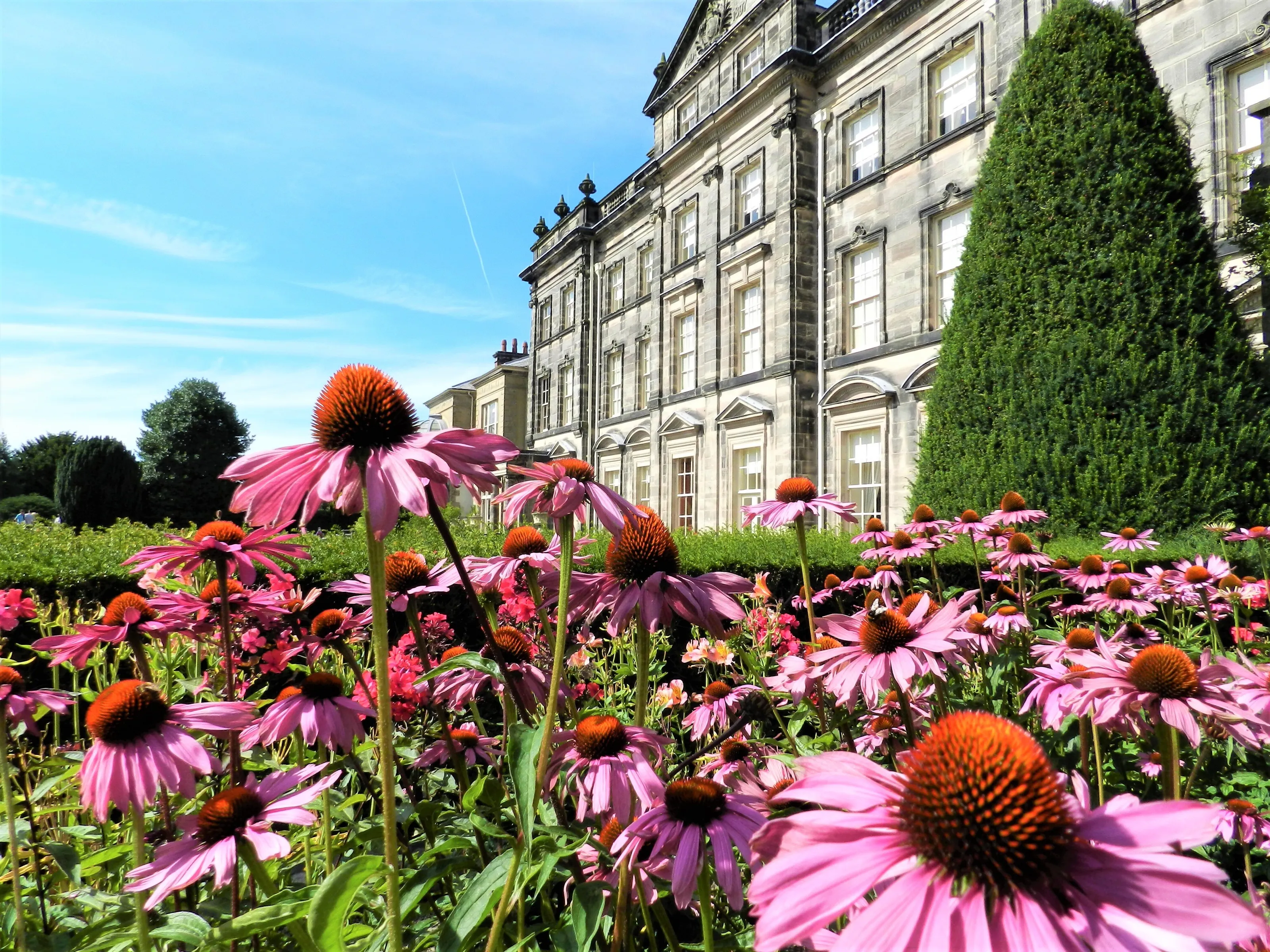 Echinacia. Biddulph Grange.