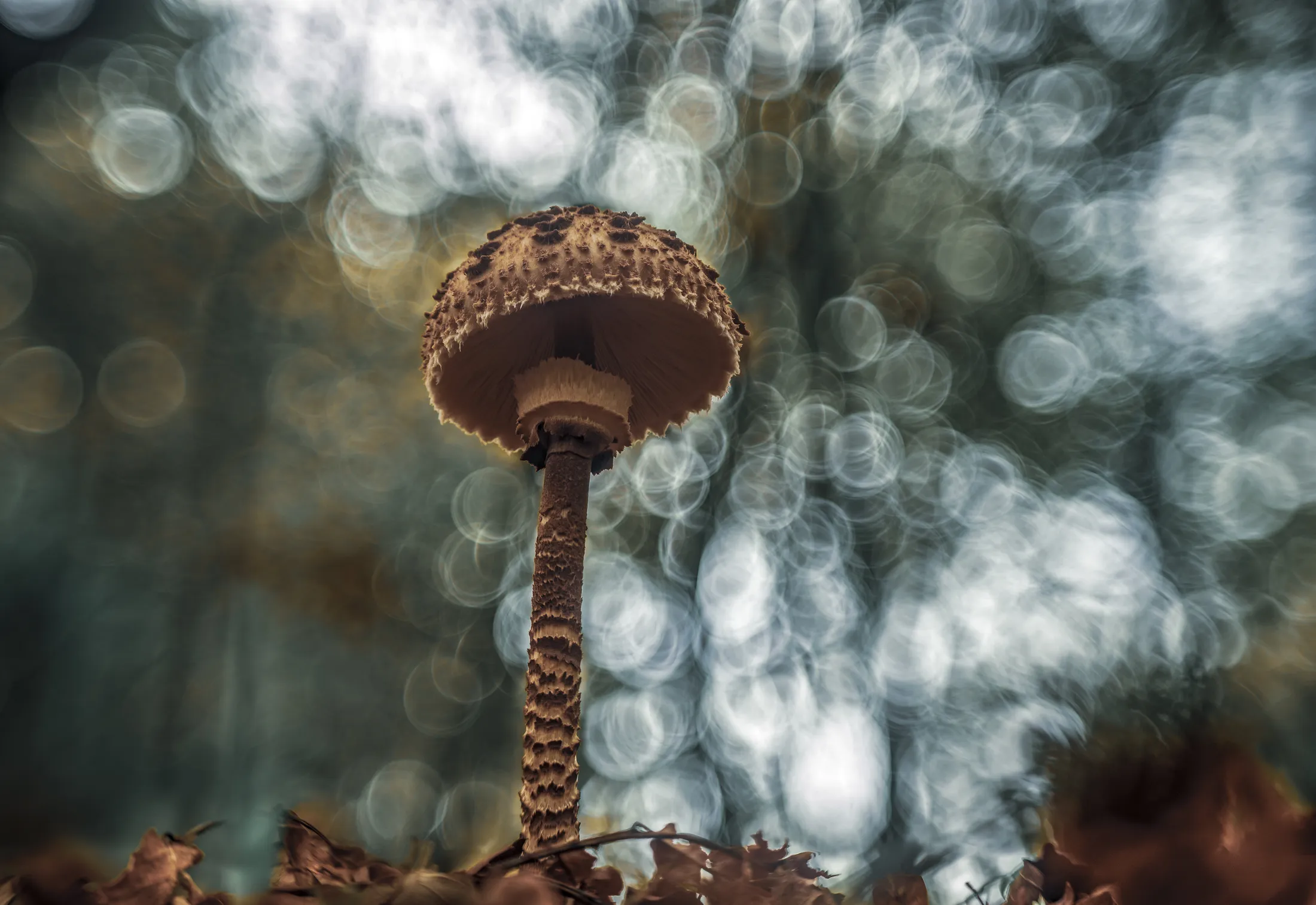 Macrolepiota Procera