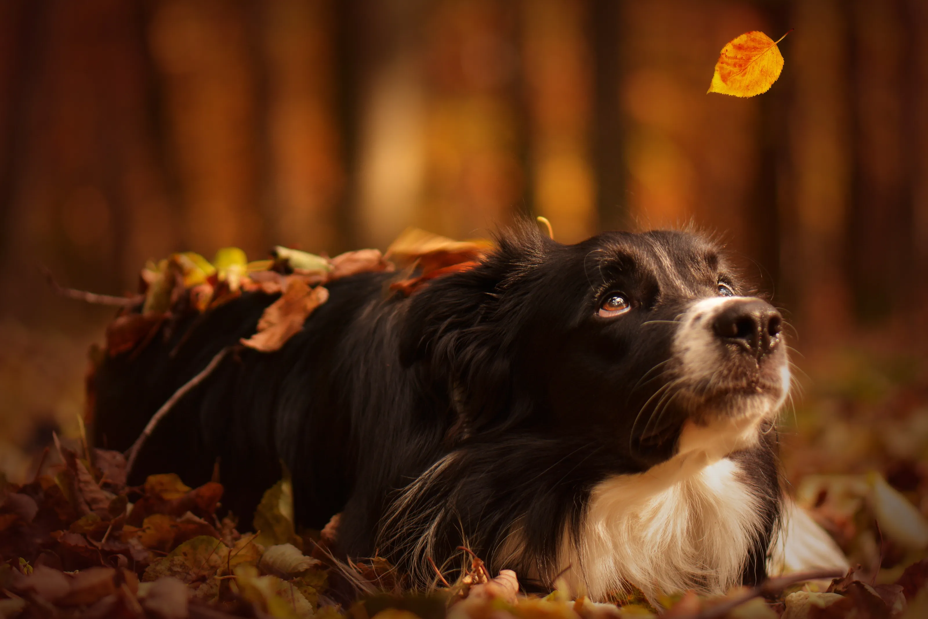 The magic of Autumn
