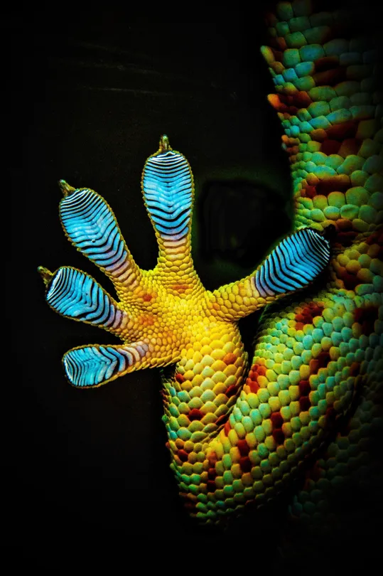 Tokay Toes