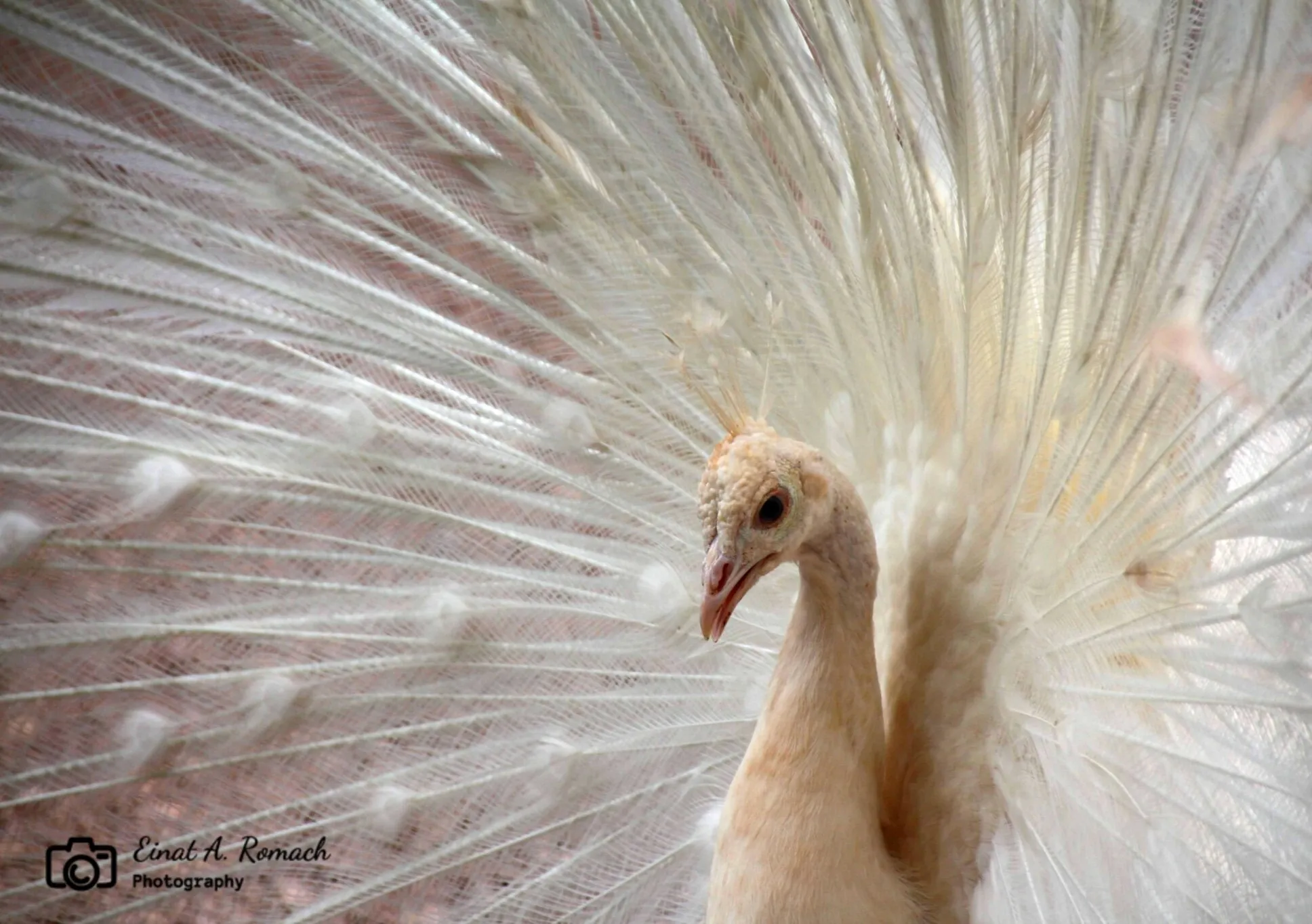 Elegant white peacock