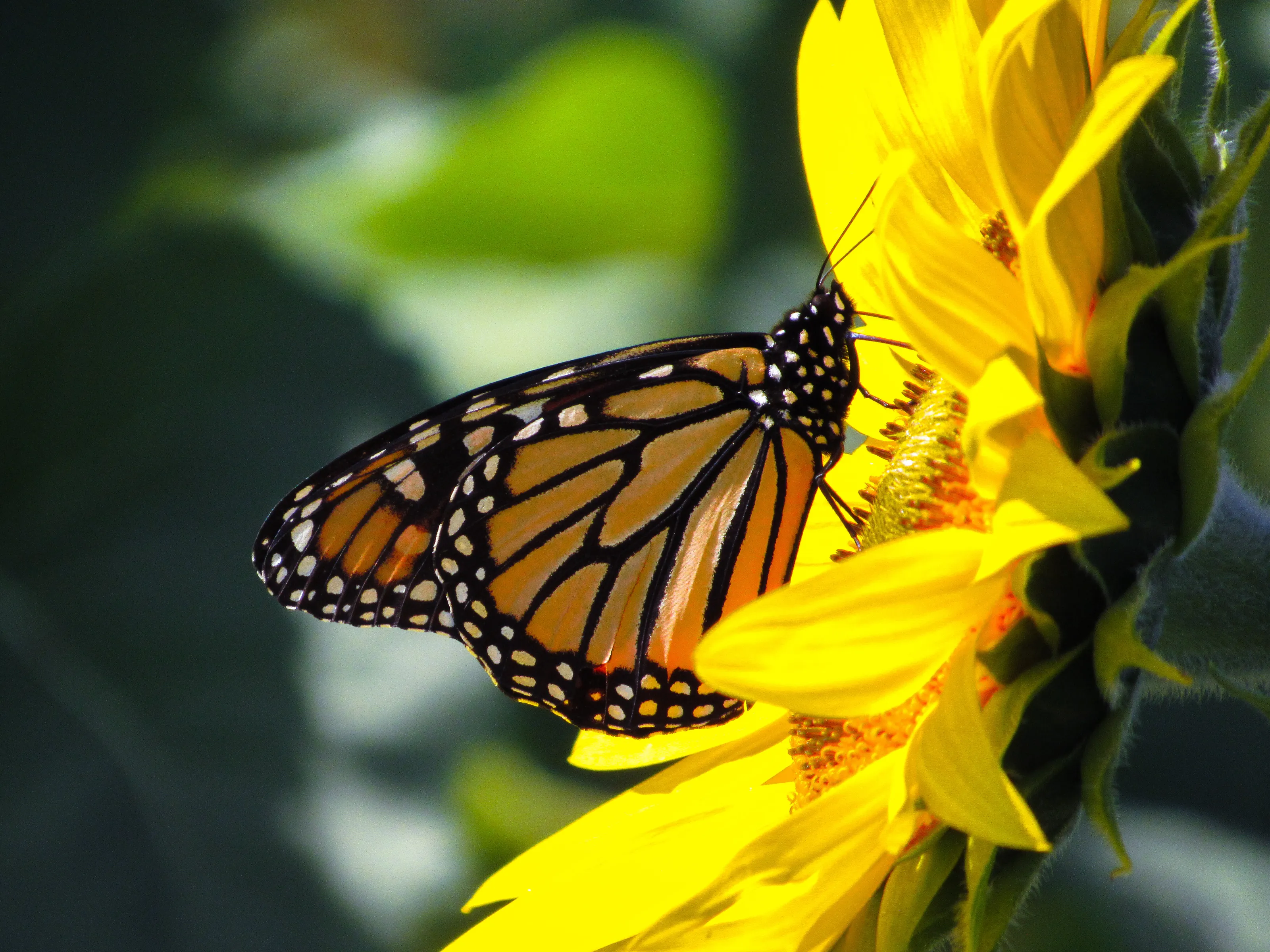 Monarch Butterfly on Sunflower