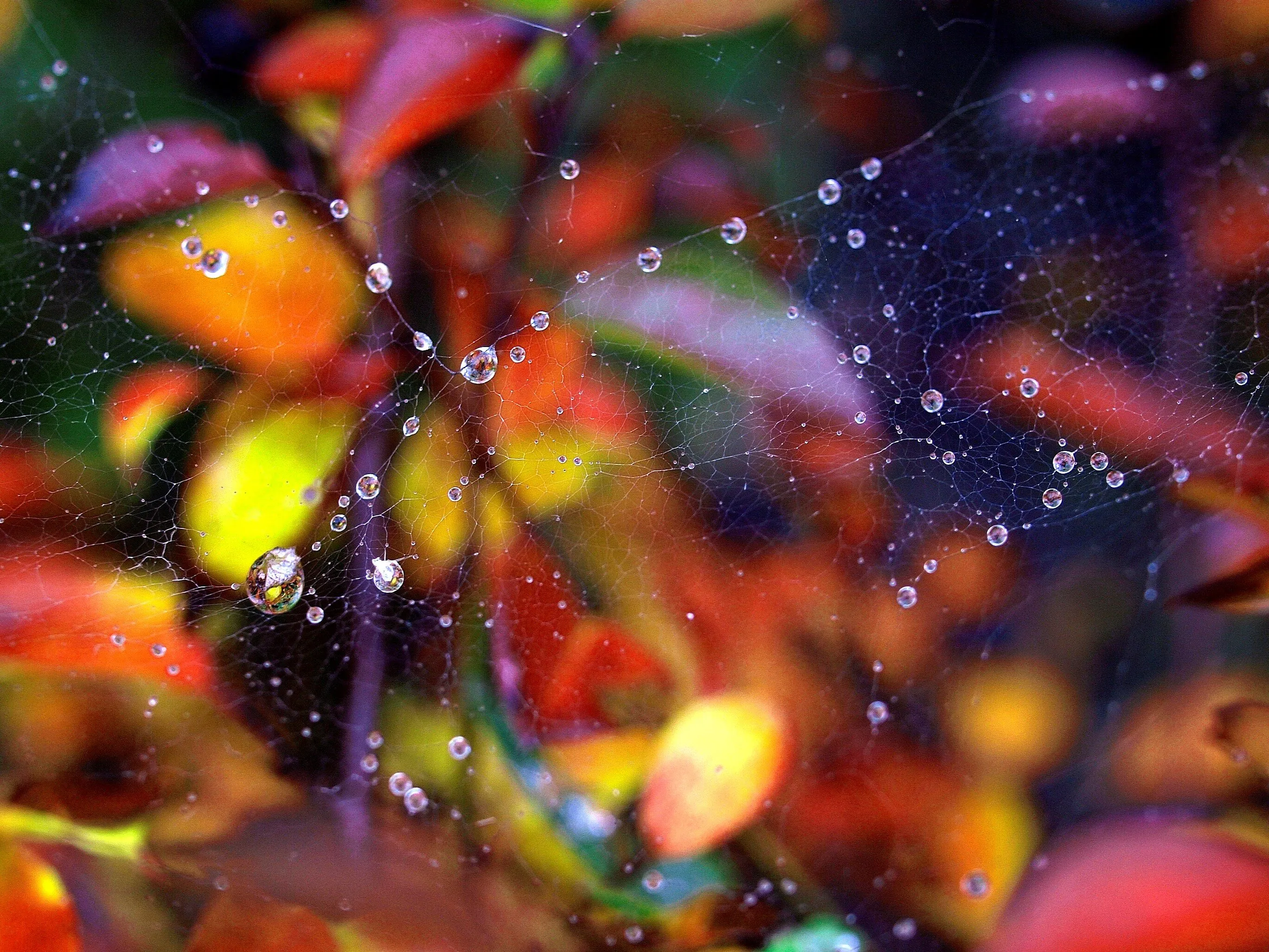 Autumn leaves