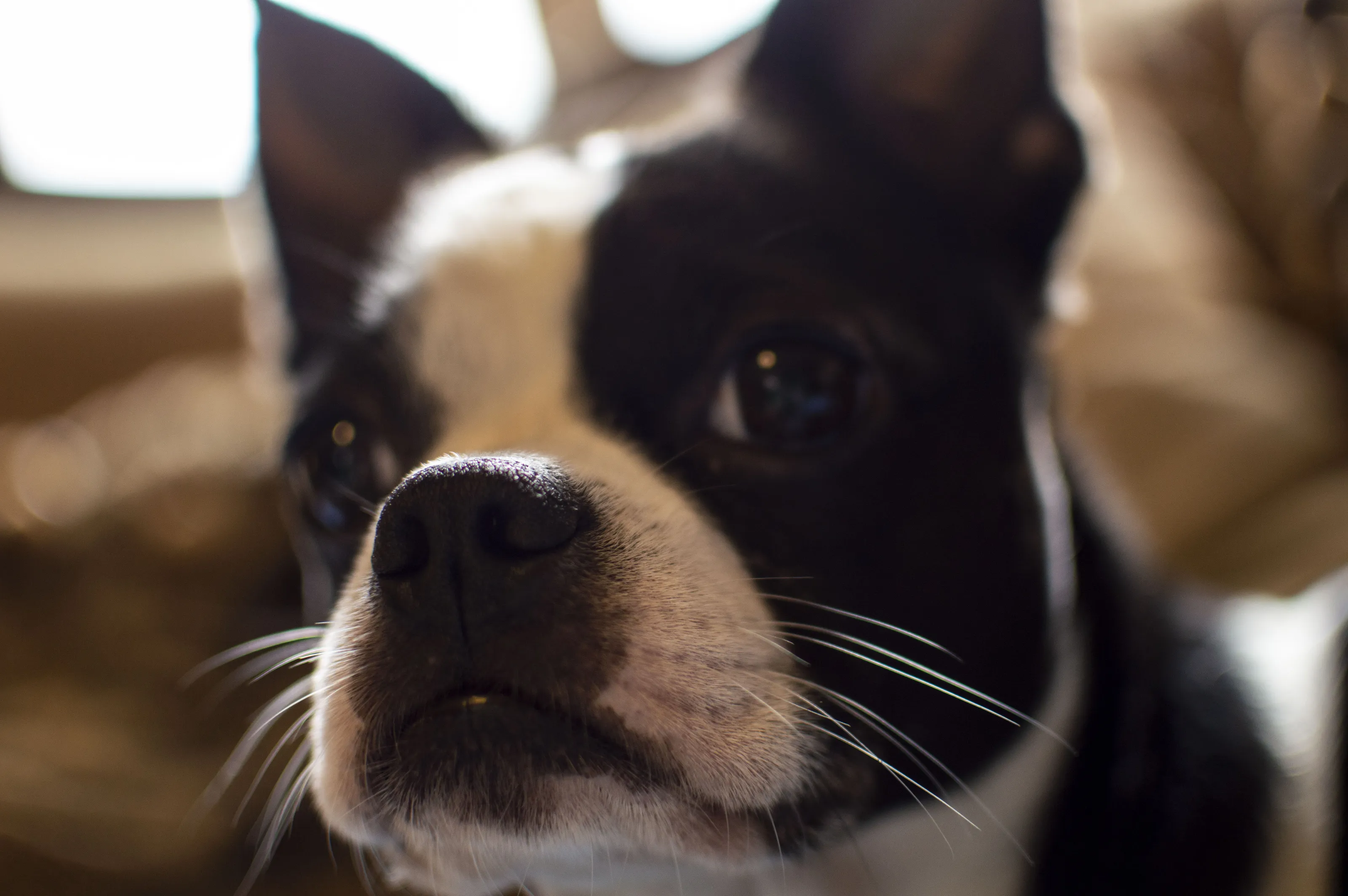 Back Lit Boston Terrier
