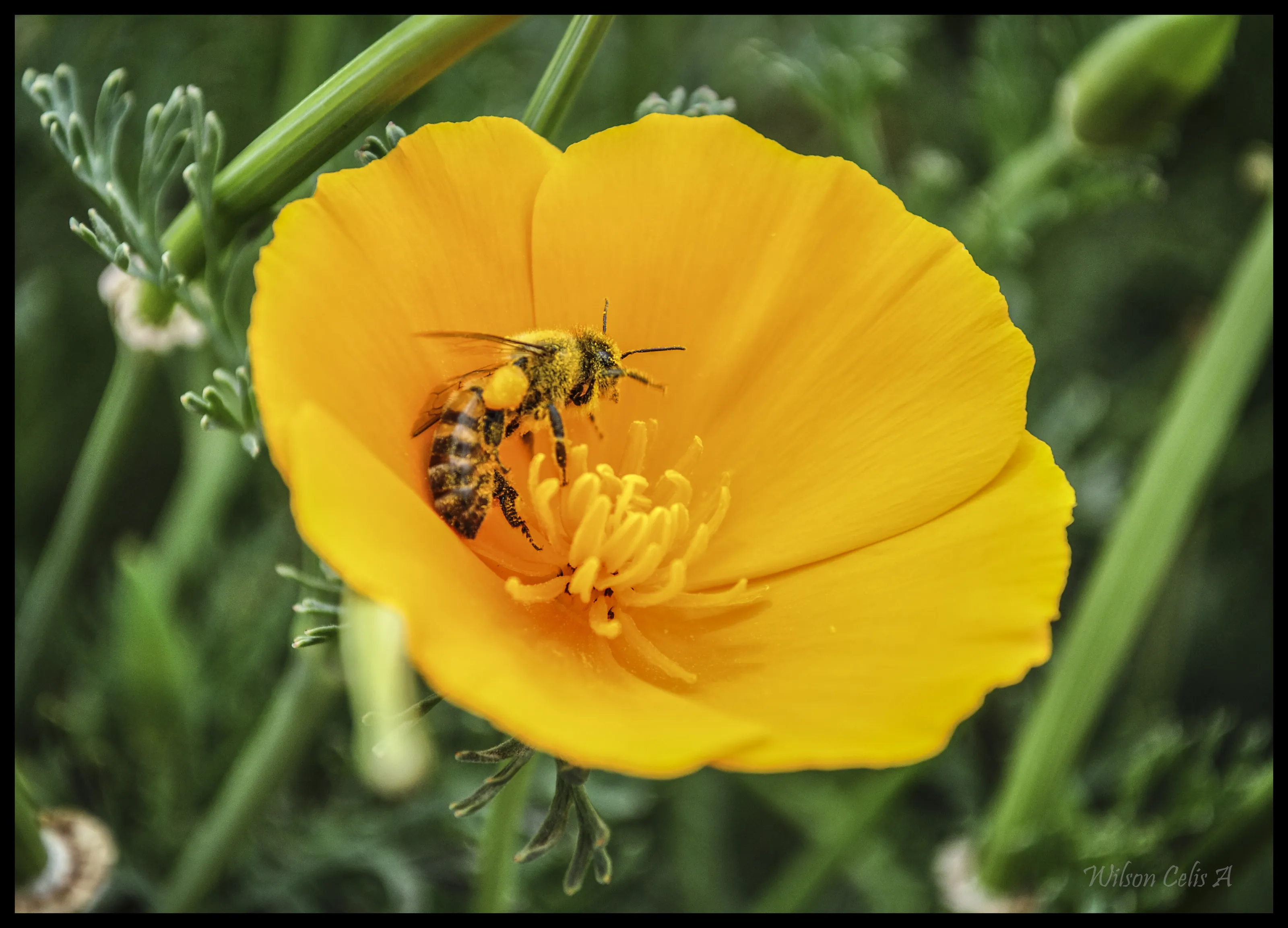 Bee and flower