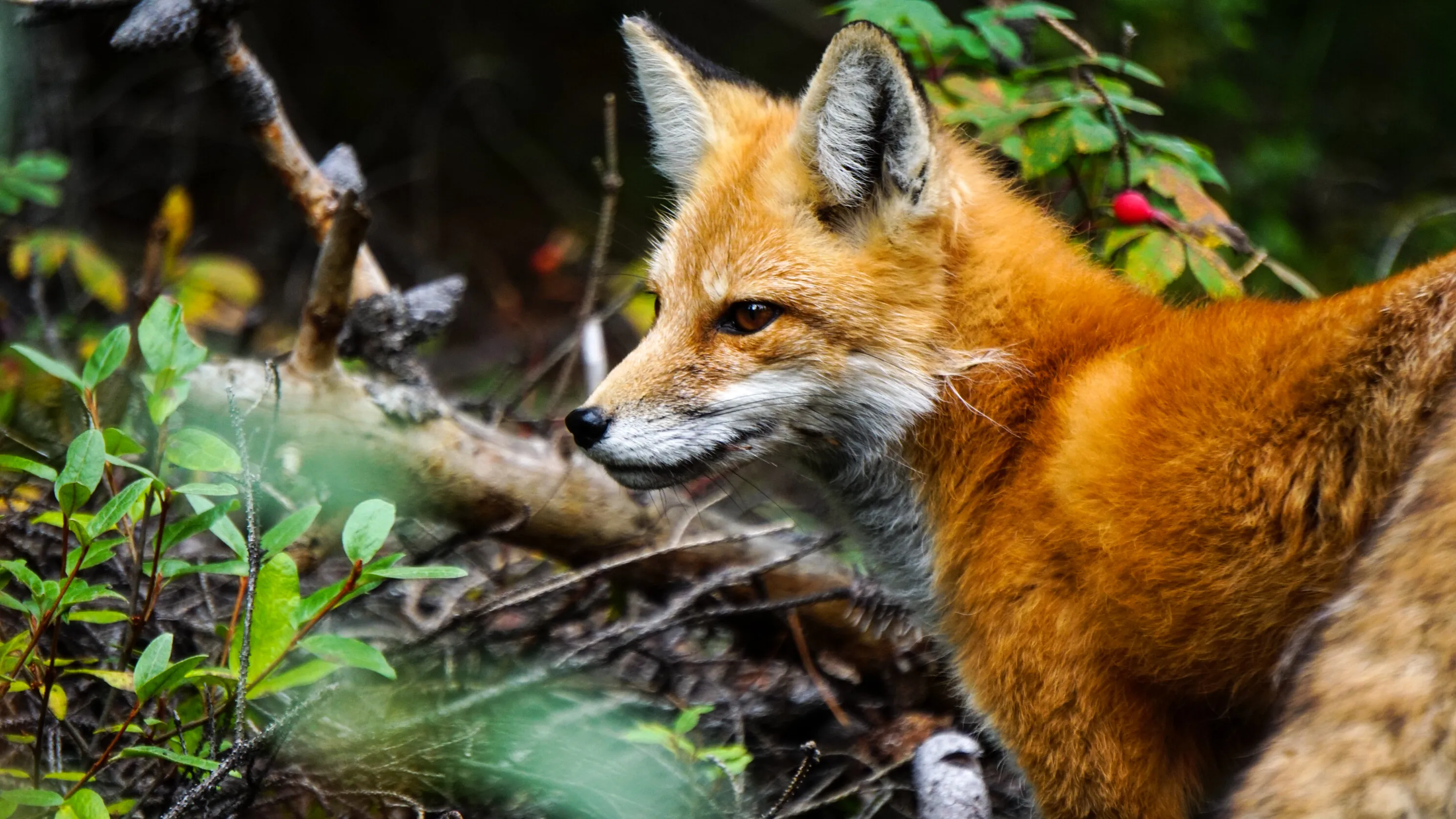 Curious Fox