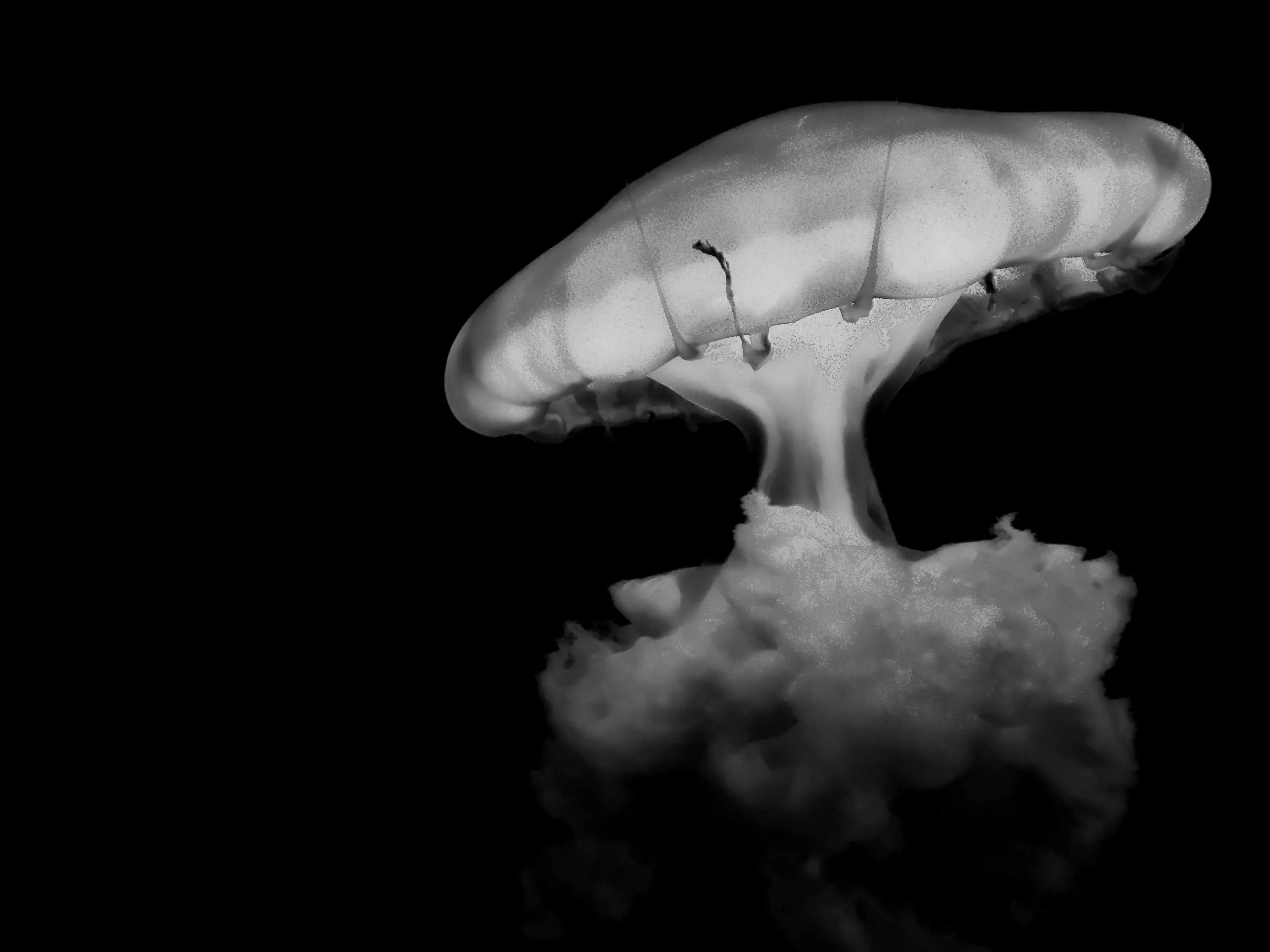 Black and White Jellyfish