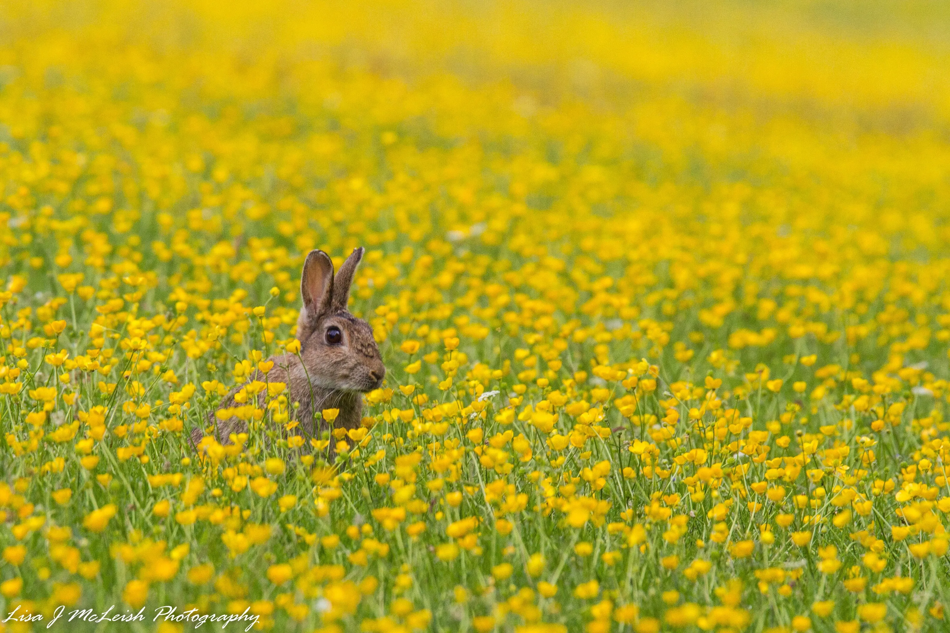 Rabbit in buttercups