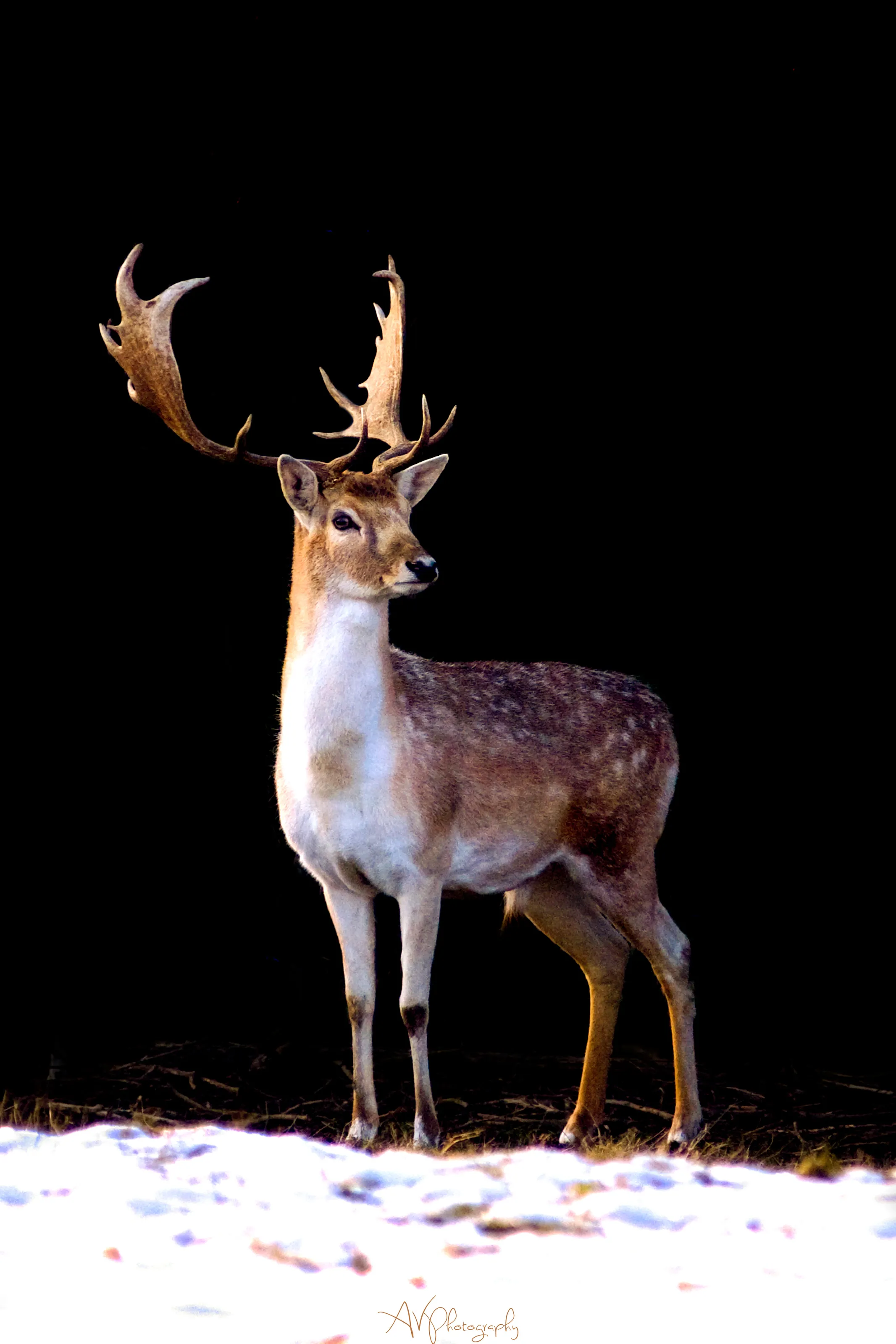 Deer