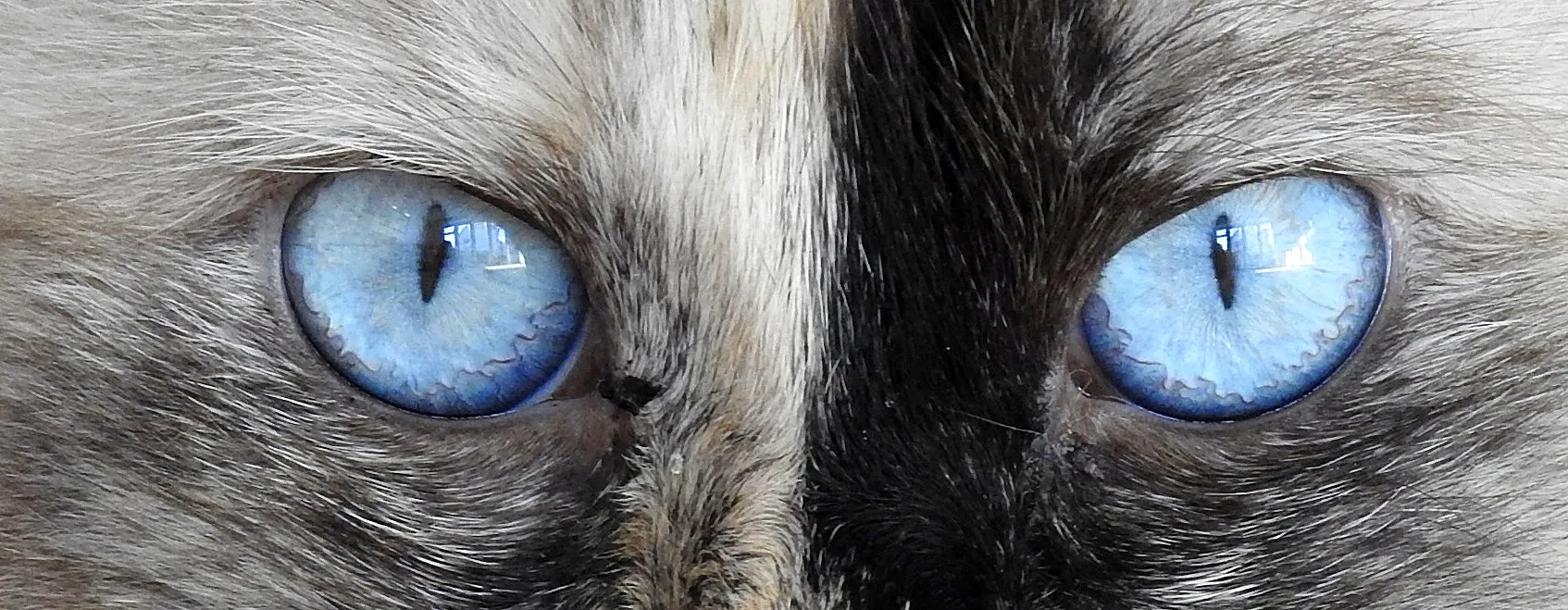 The Eyes Have It!