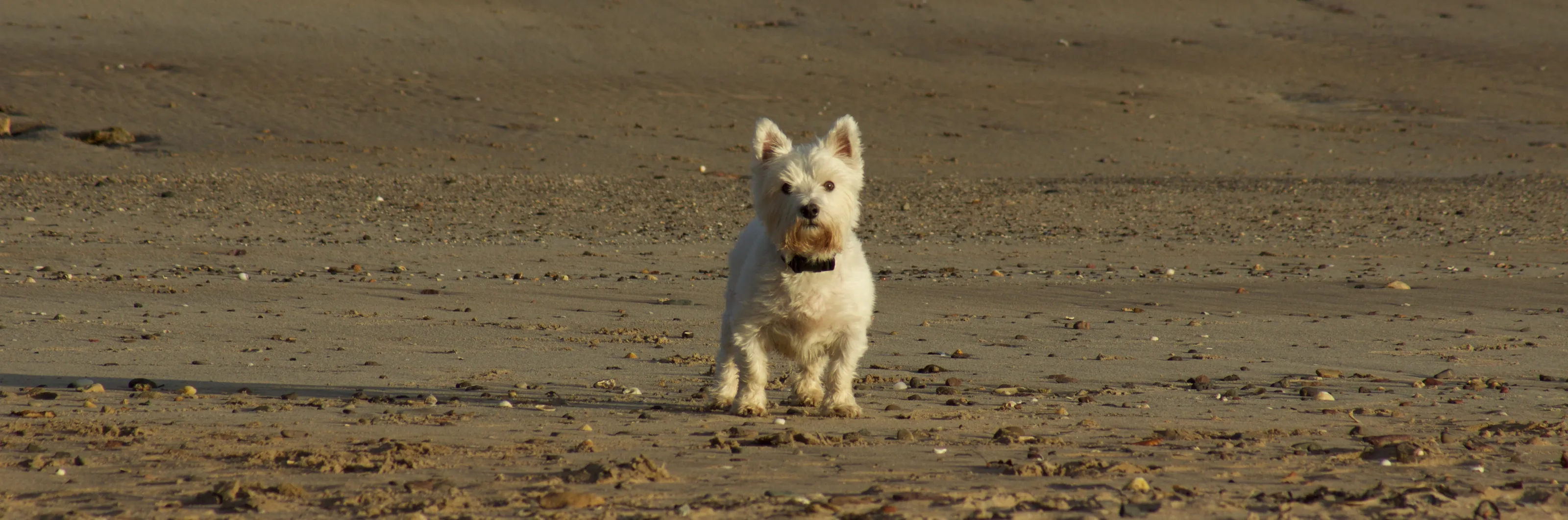 Westie on the beach