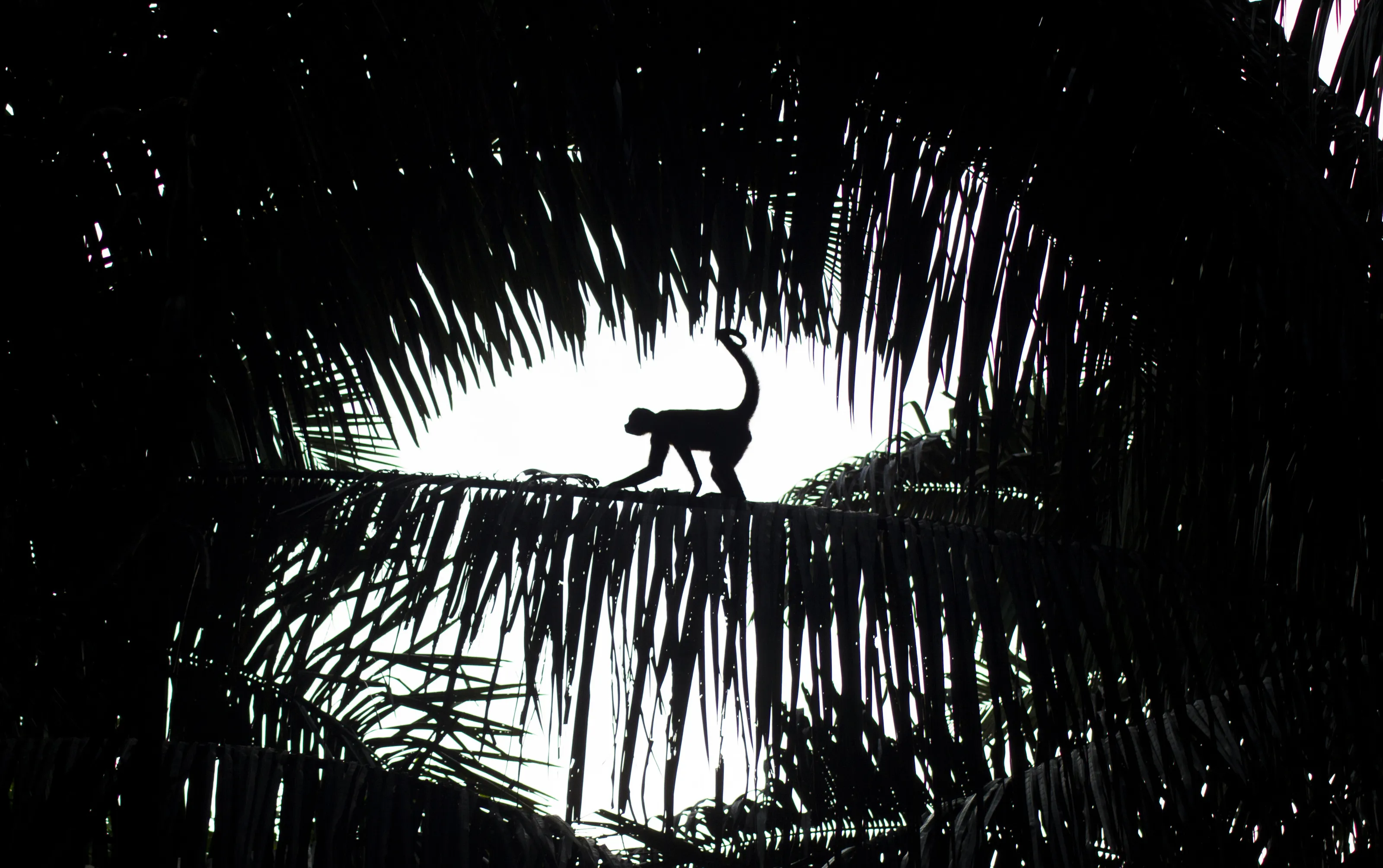 Light Through the Canopy