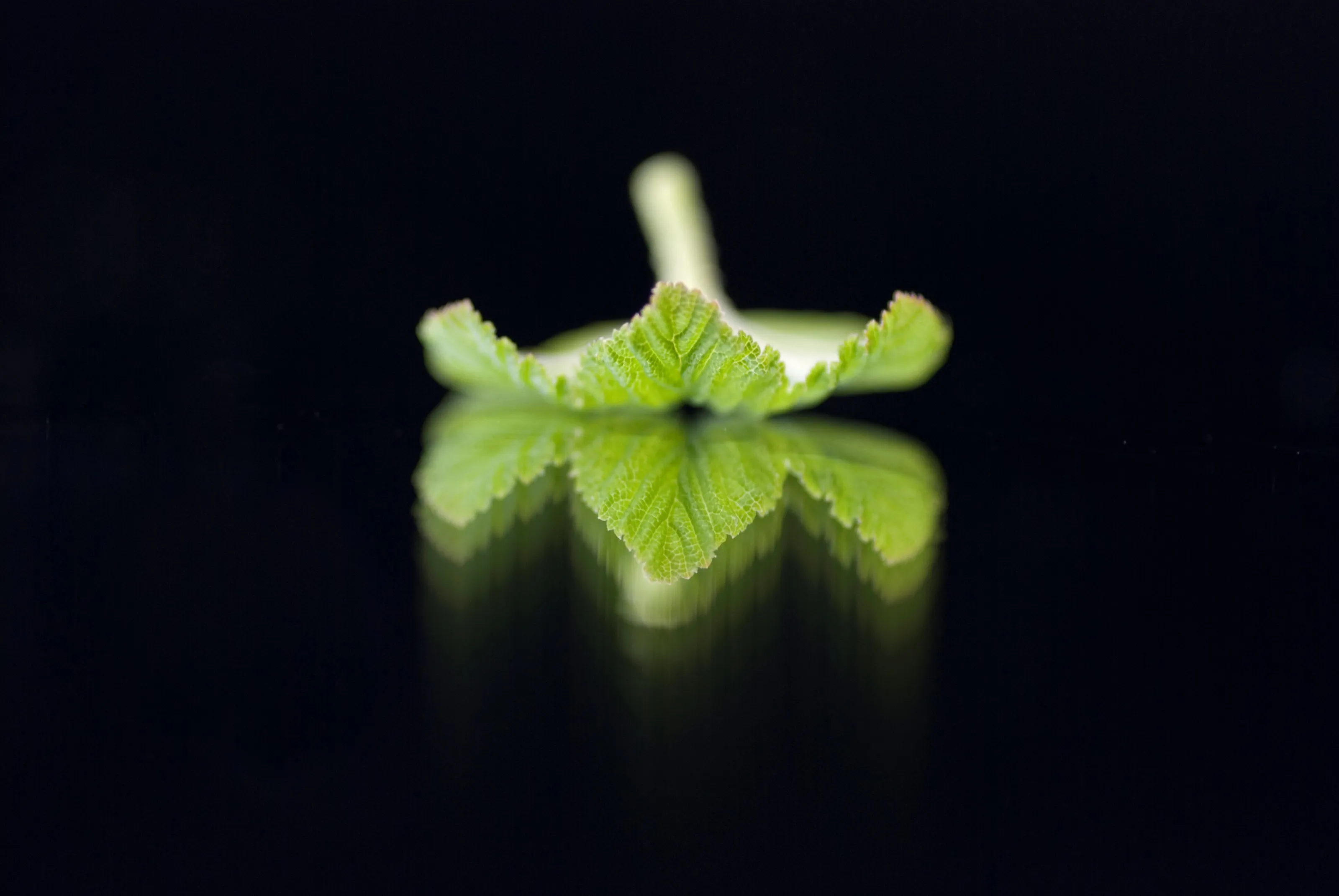 Flowering Blackcurrant Leaf and reflection