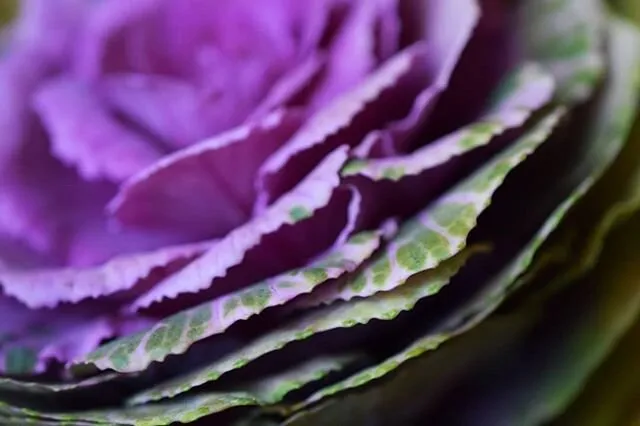 Ornamental cabbage