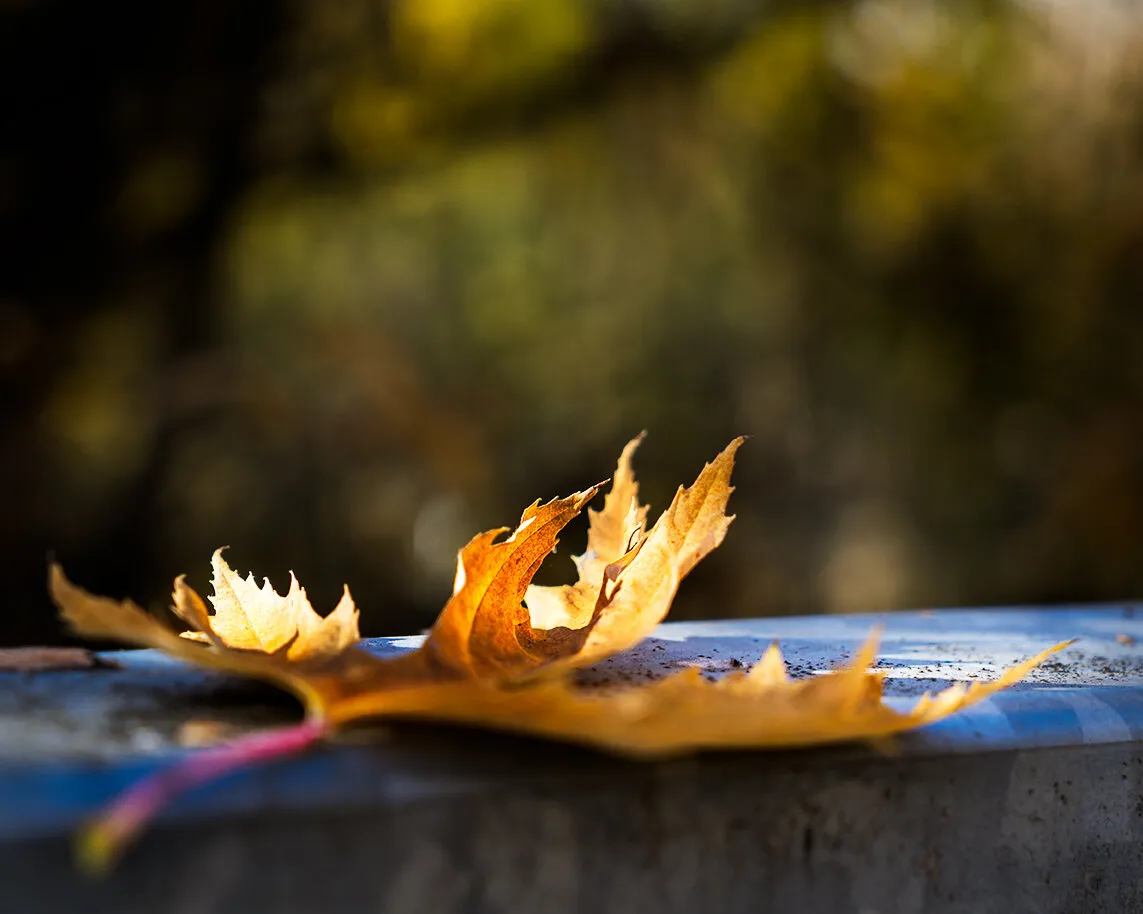 Leaf on the fence
