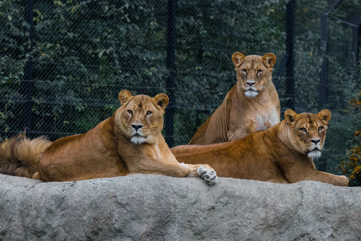 Entry 6779331