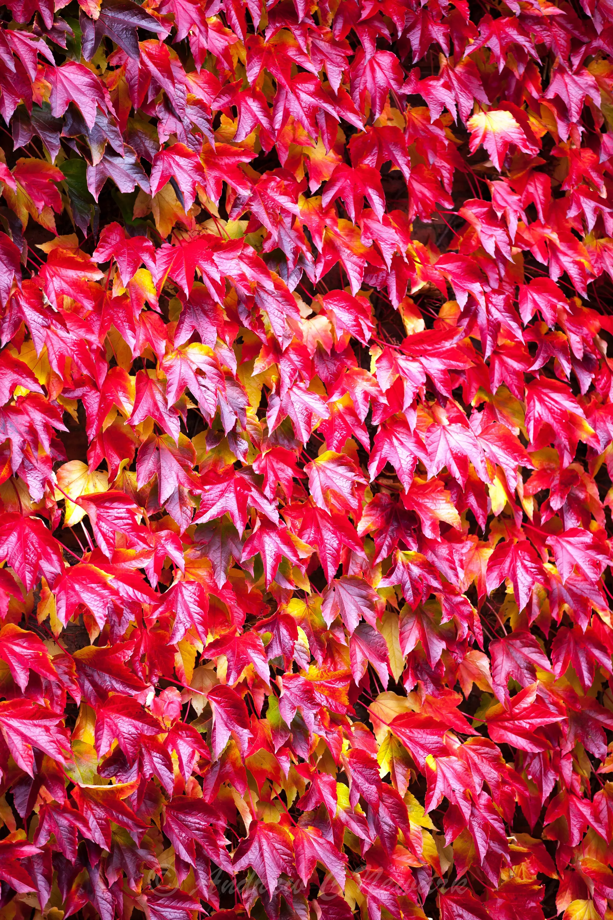 Autumn Glory