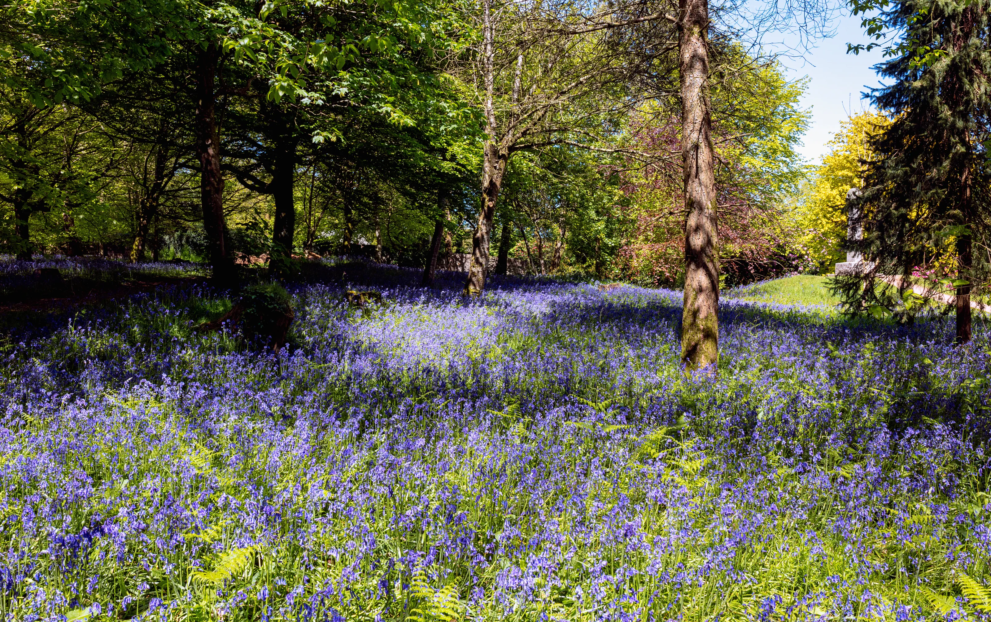Bluebell Wood