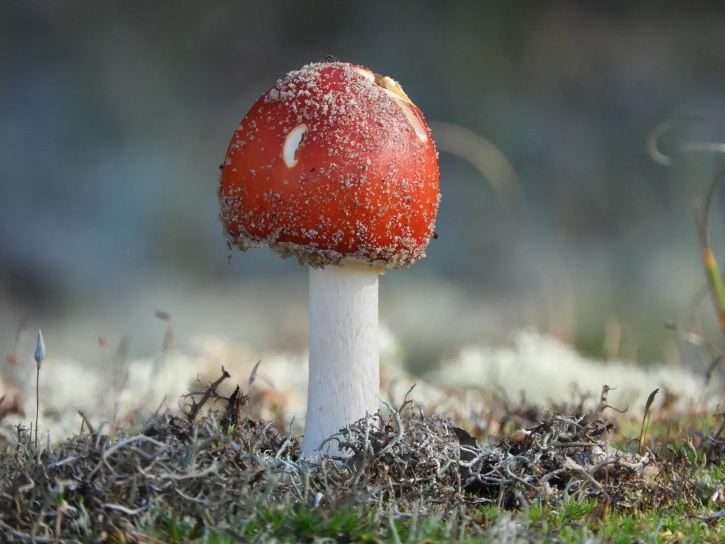 A funghi by the lake