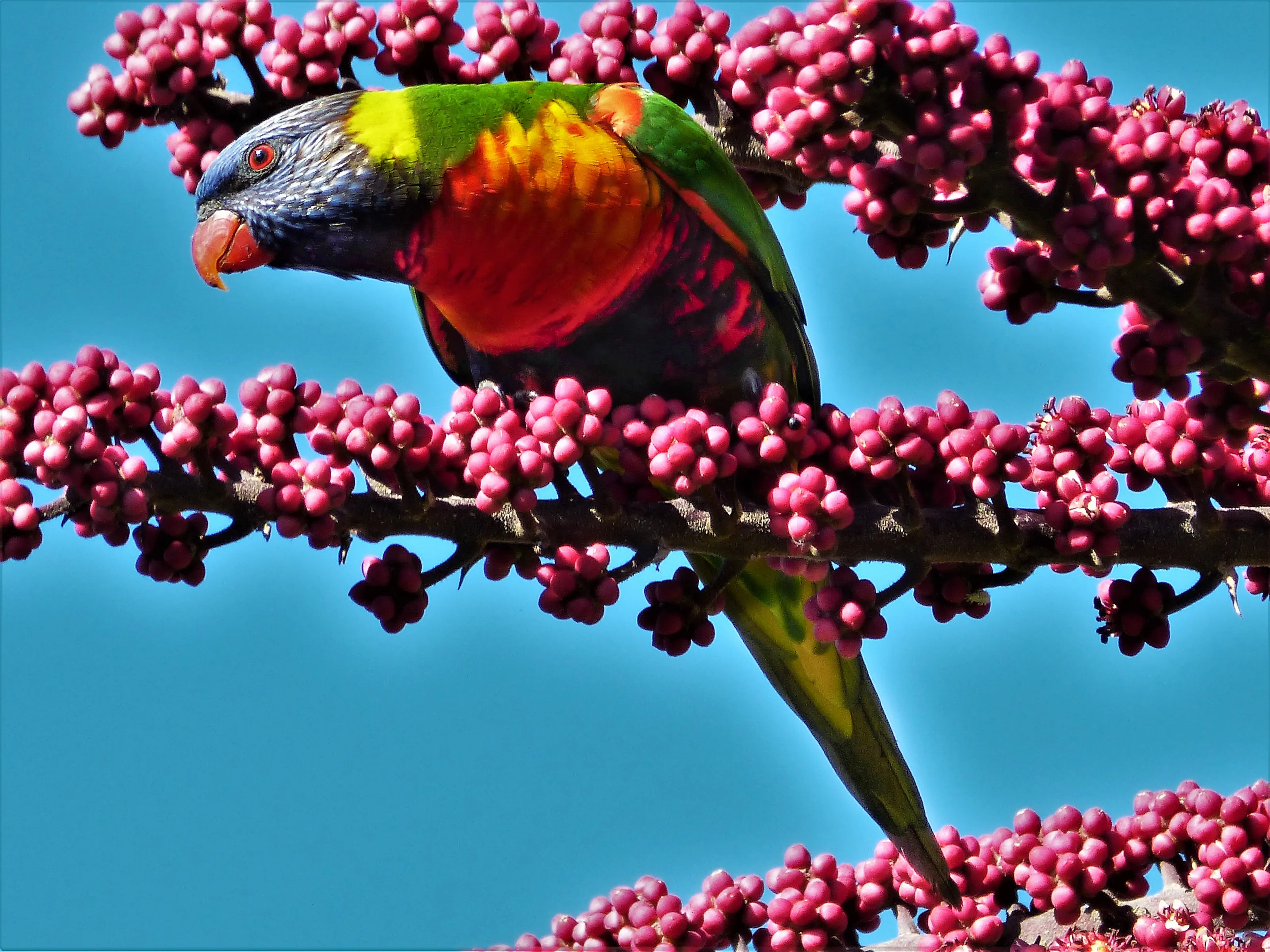 Rainbow Lorikeet on an Umbrella tree