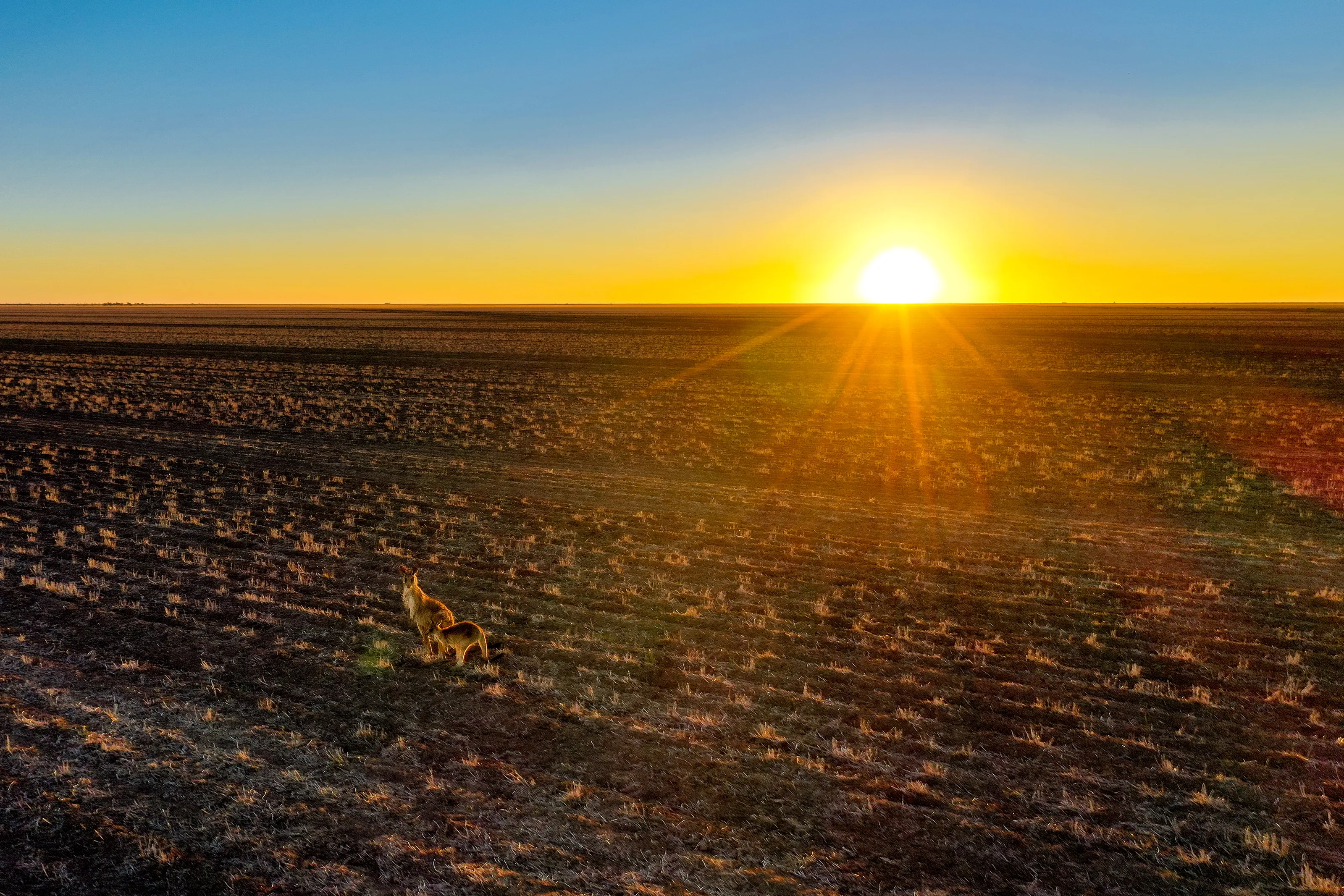 Sunset Roo