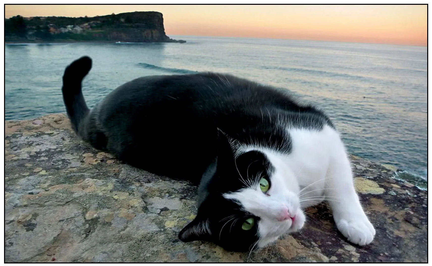 Vincent's Headland