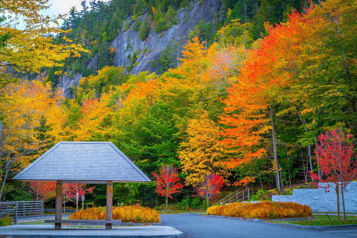 Foliage @ Parking Lot