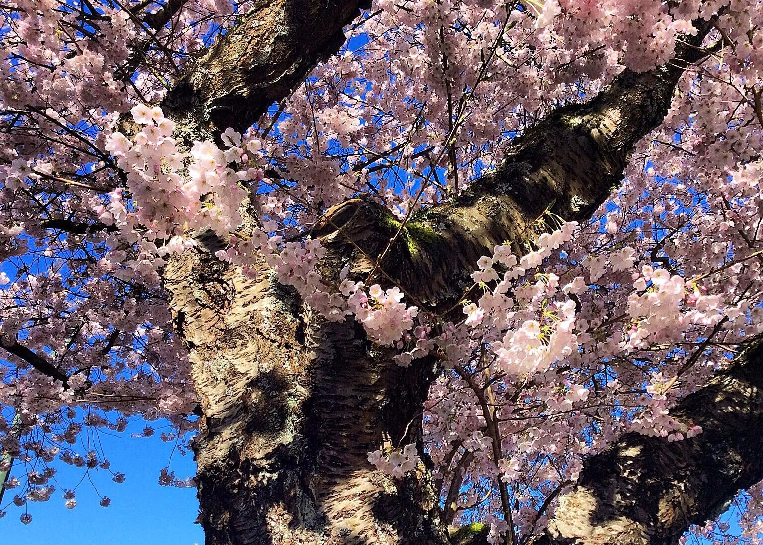 Beautiful Japanese Cherry Blossom Tree