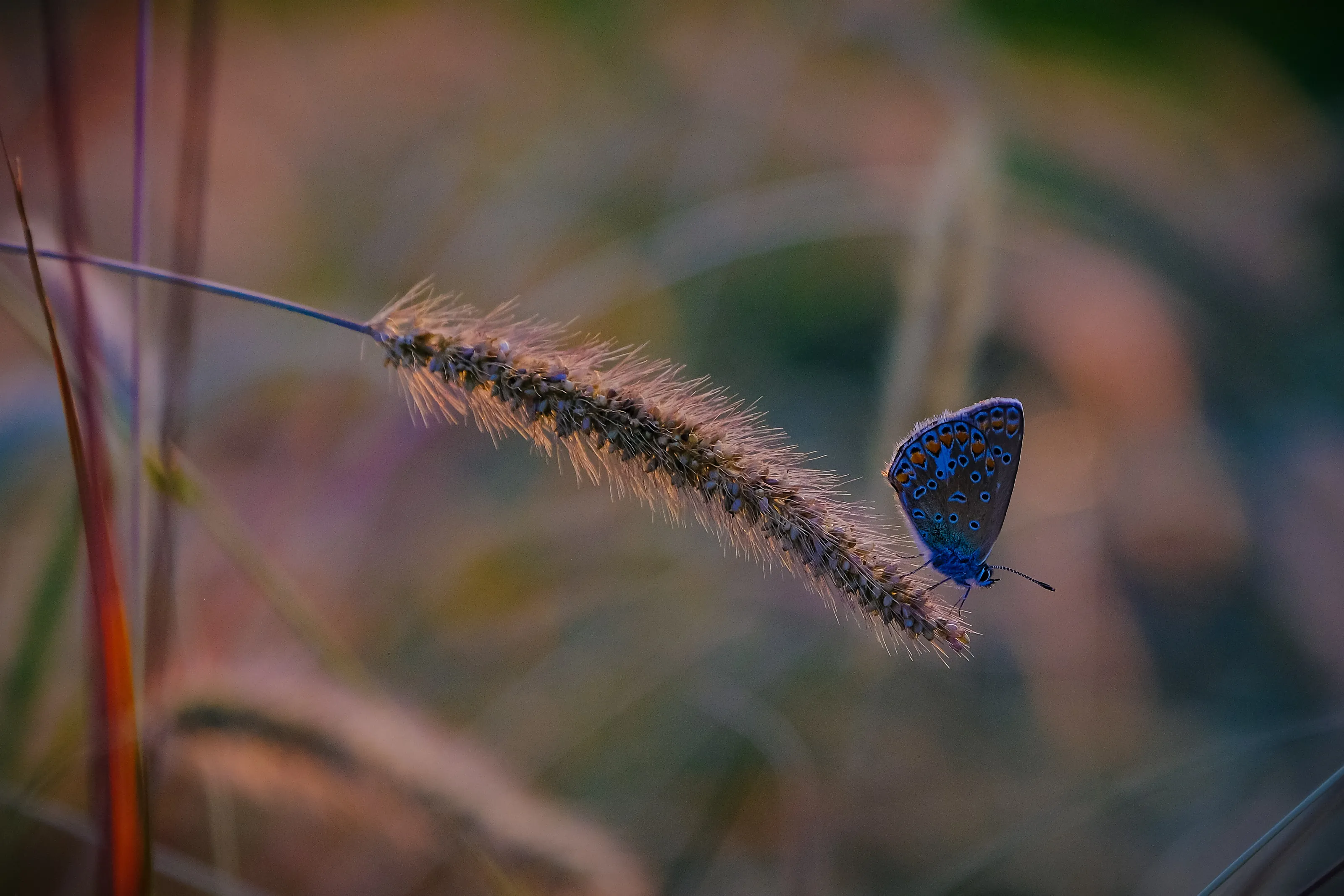 Butterfly in the sunset