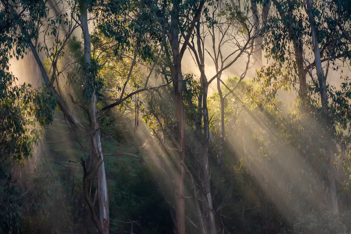 Australian Gum Trees in the early morning sunlight.
