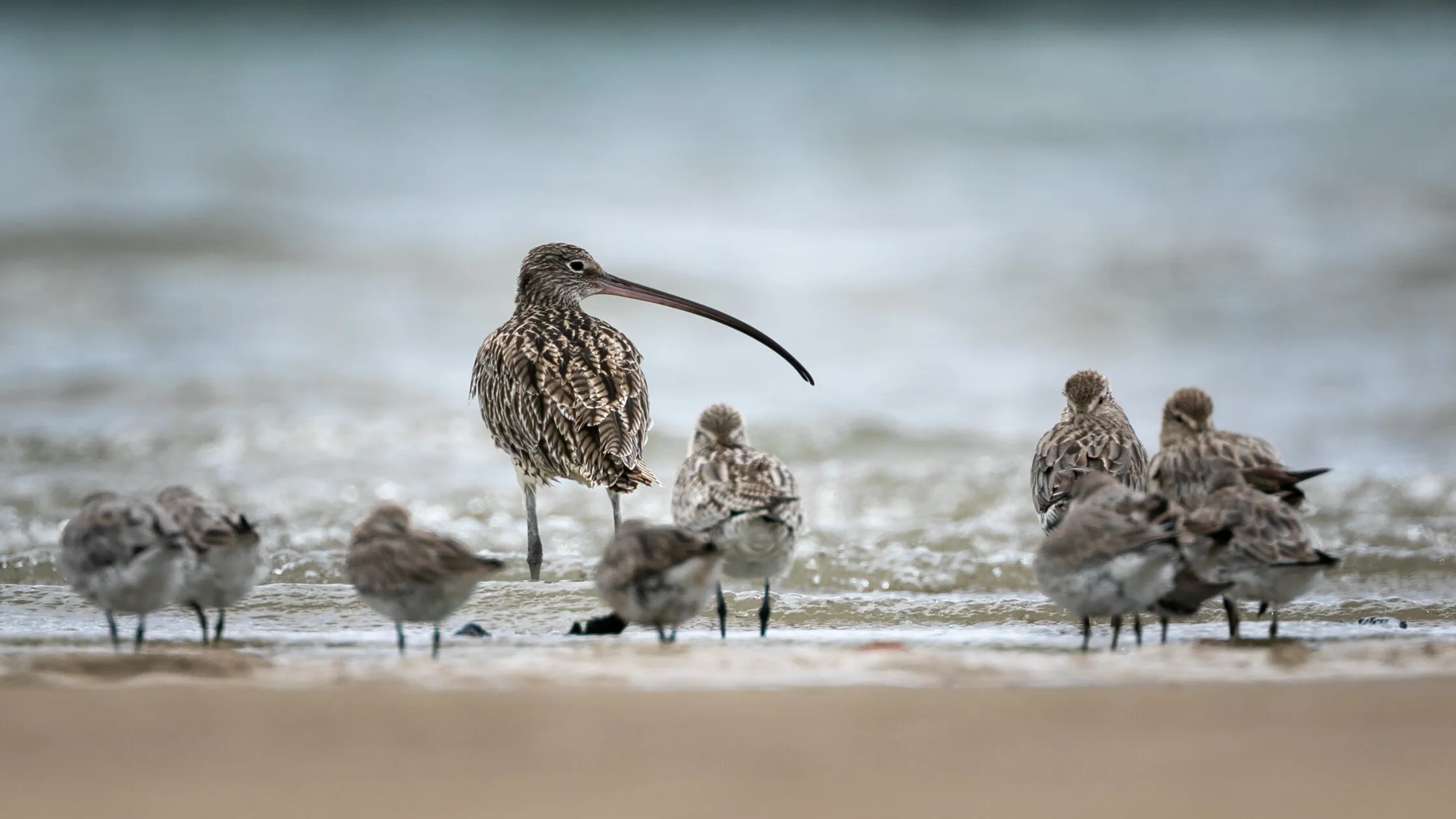 Eastern Curlew