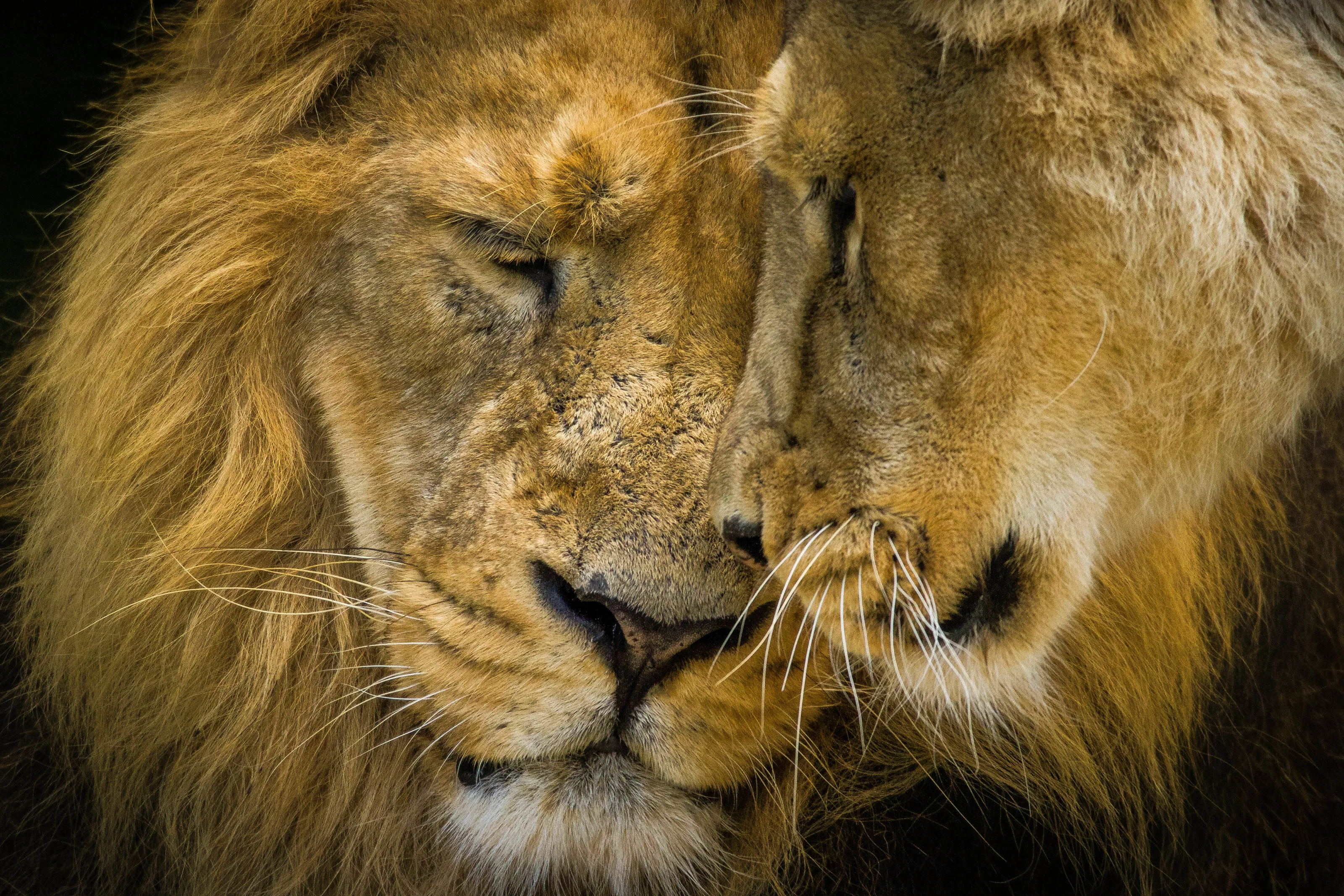 Lions In Love