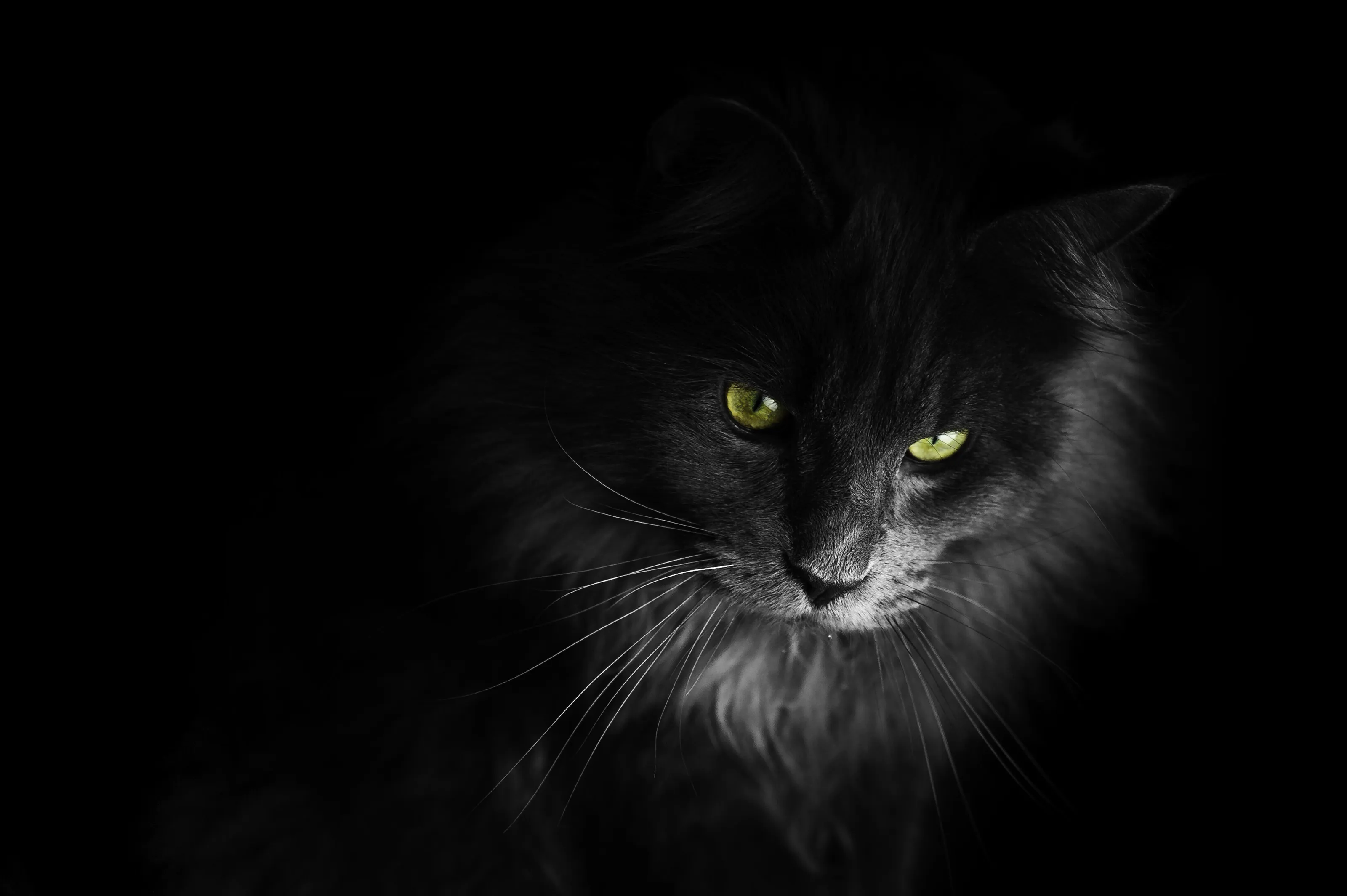 Newday "Like a lion"