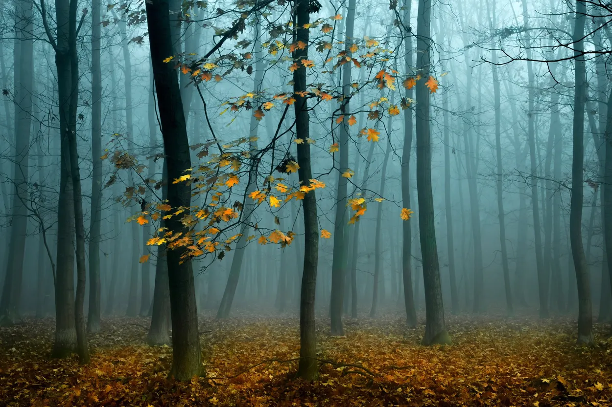 The last leaves...