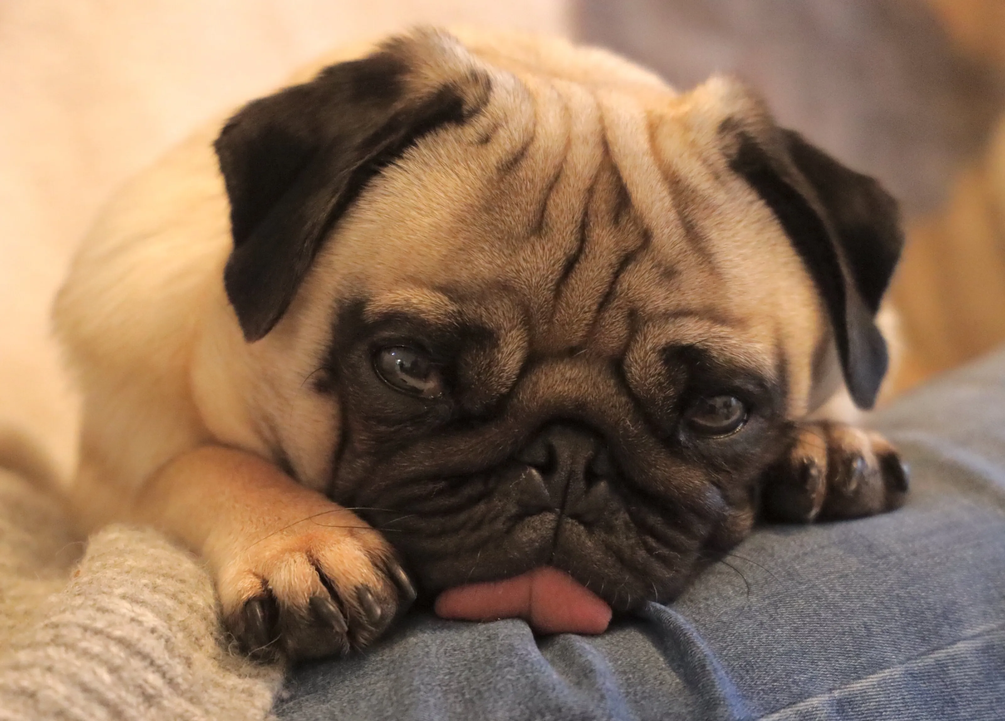Pug rest