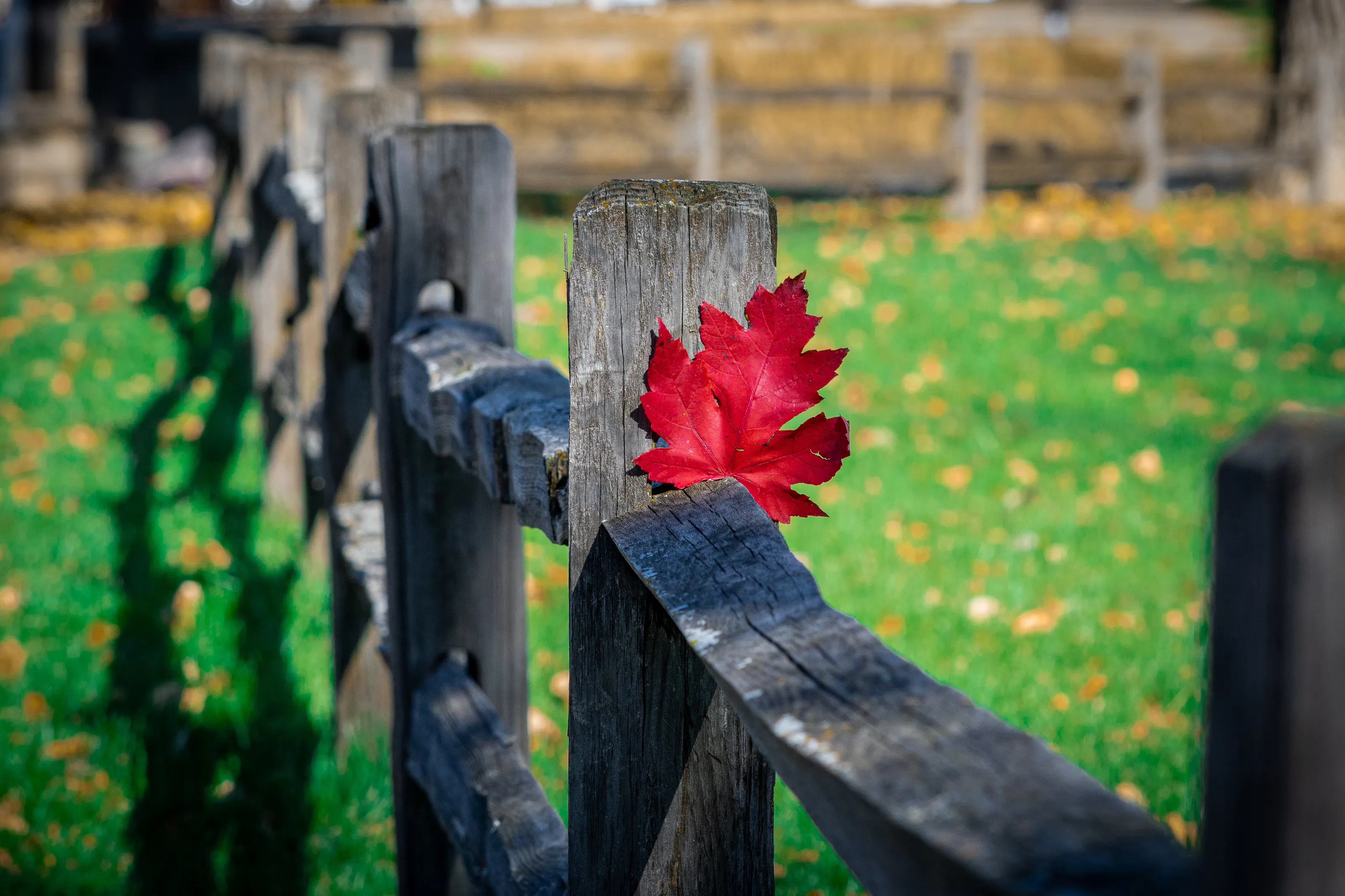 Fall Leaf